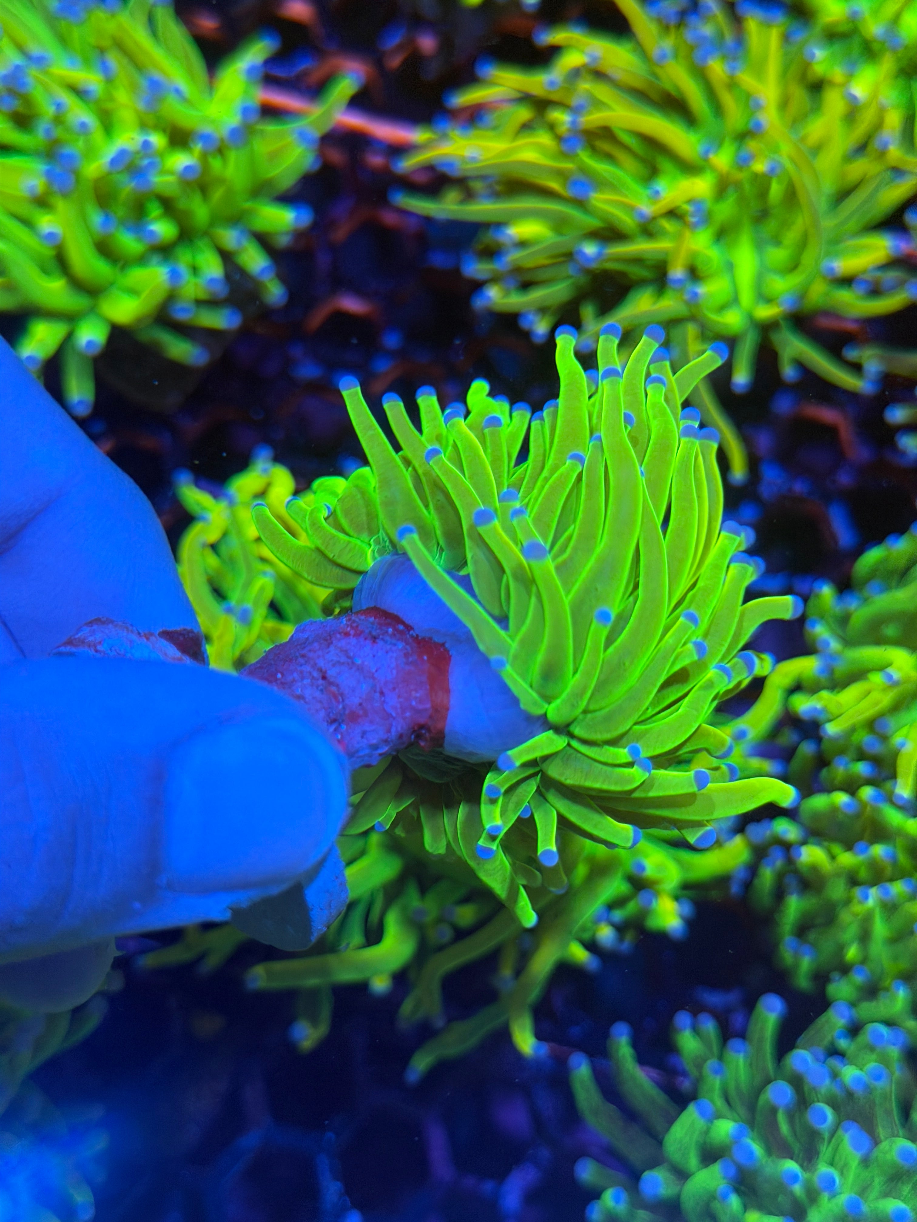 JEA Holy Grail Torch Coral Cluster Splitting 3 Ways XXL 12/1