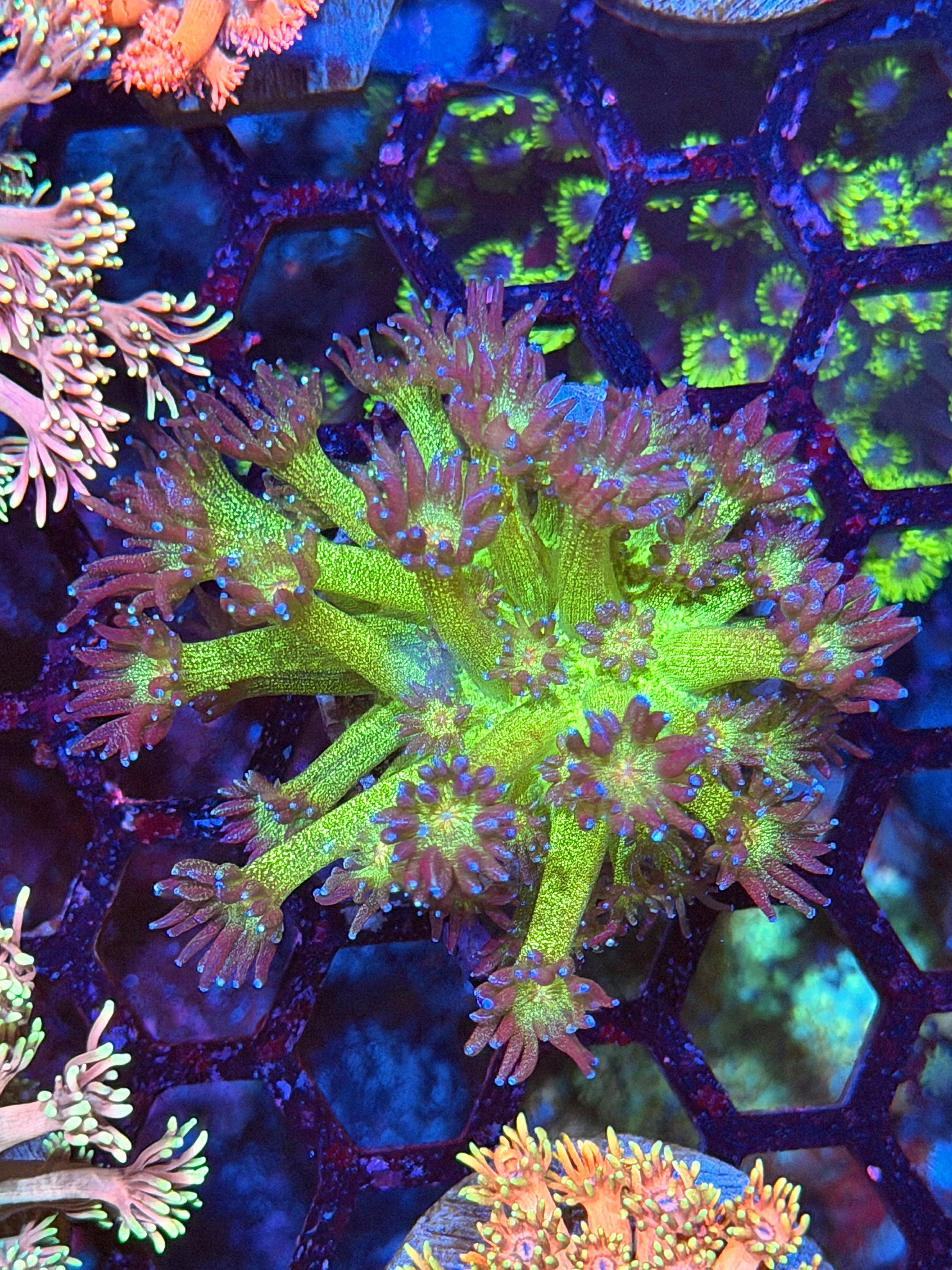 JEA Glitter Bomb Goniopora Coral XL 3/3