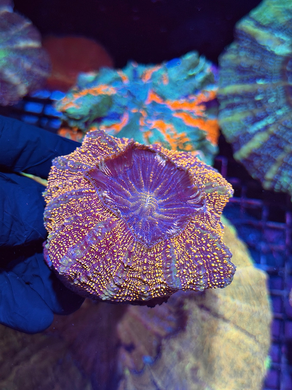 Orange Glitter Acanthophyllia Meat Coral