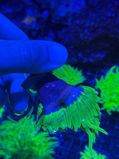 JEA Holy Grail Torch Coral 2 XL Heads BRIGHT