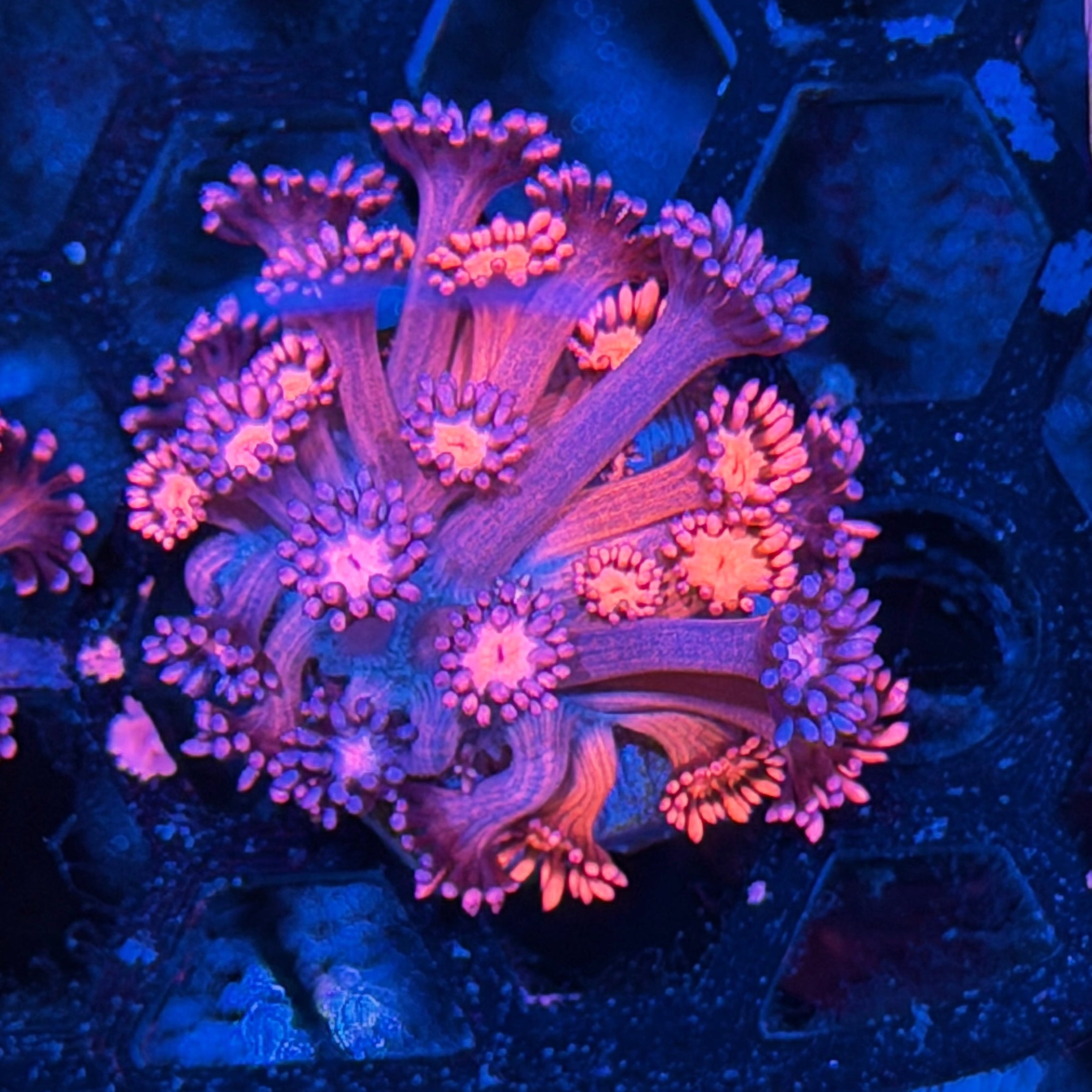 JEA Dynamite Goniopora Coral *New Release* 7/31