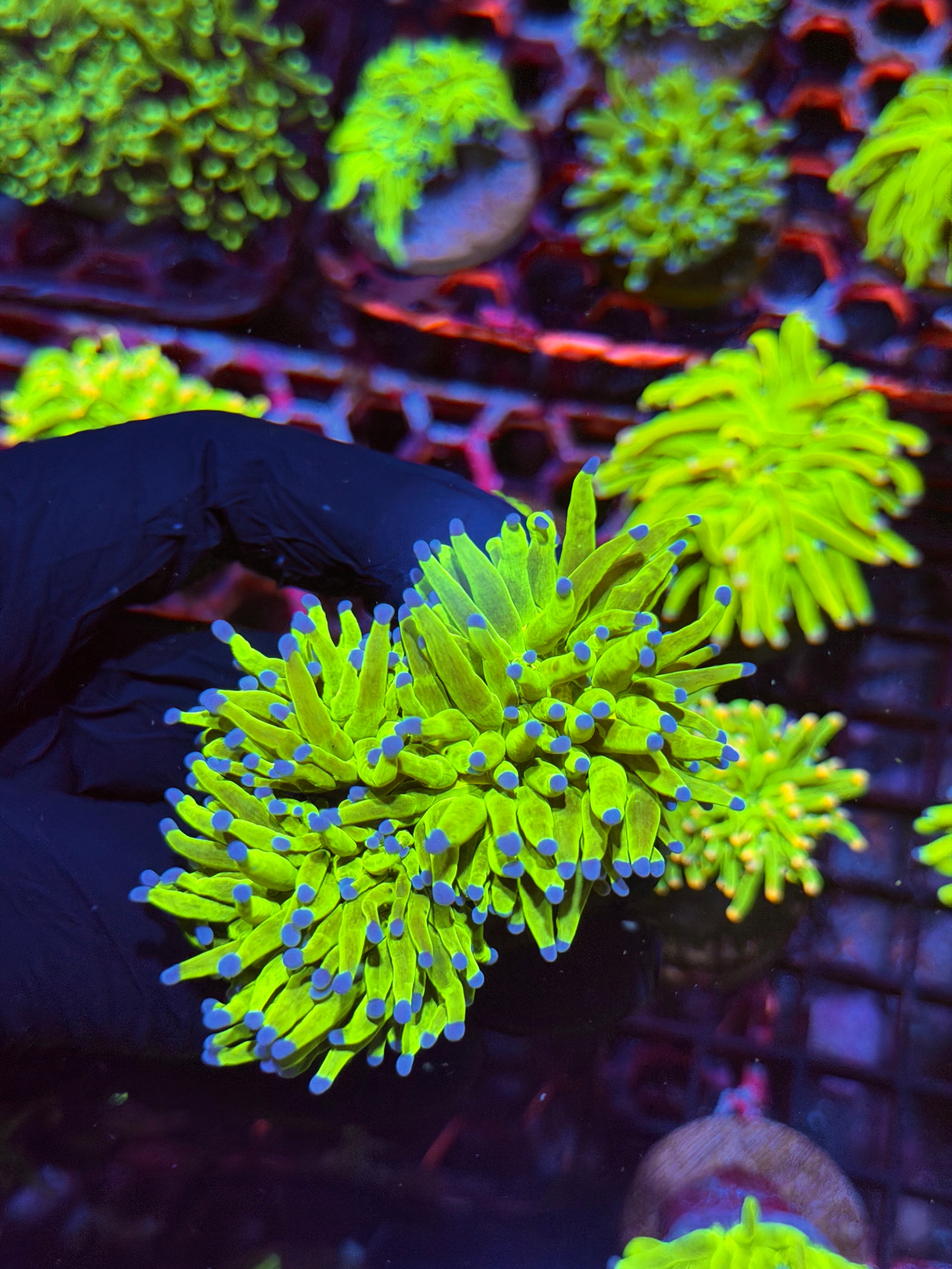 JEA Malaysian Holy Grail torch Coral 2 Heads XL 8/28