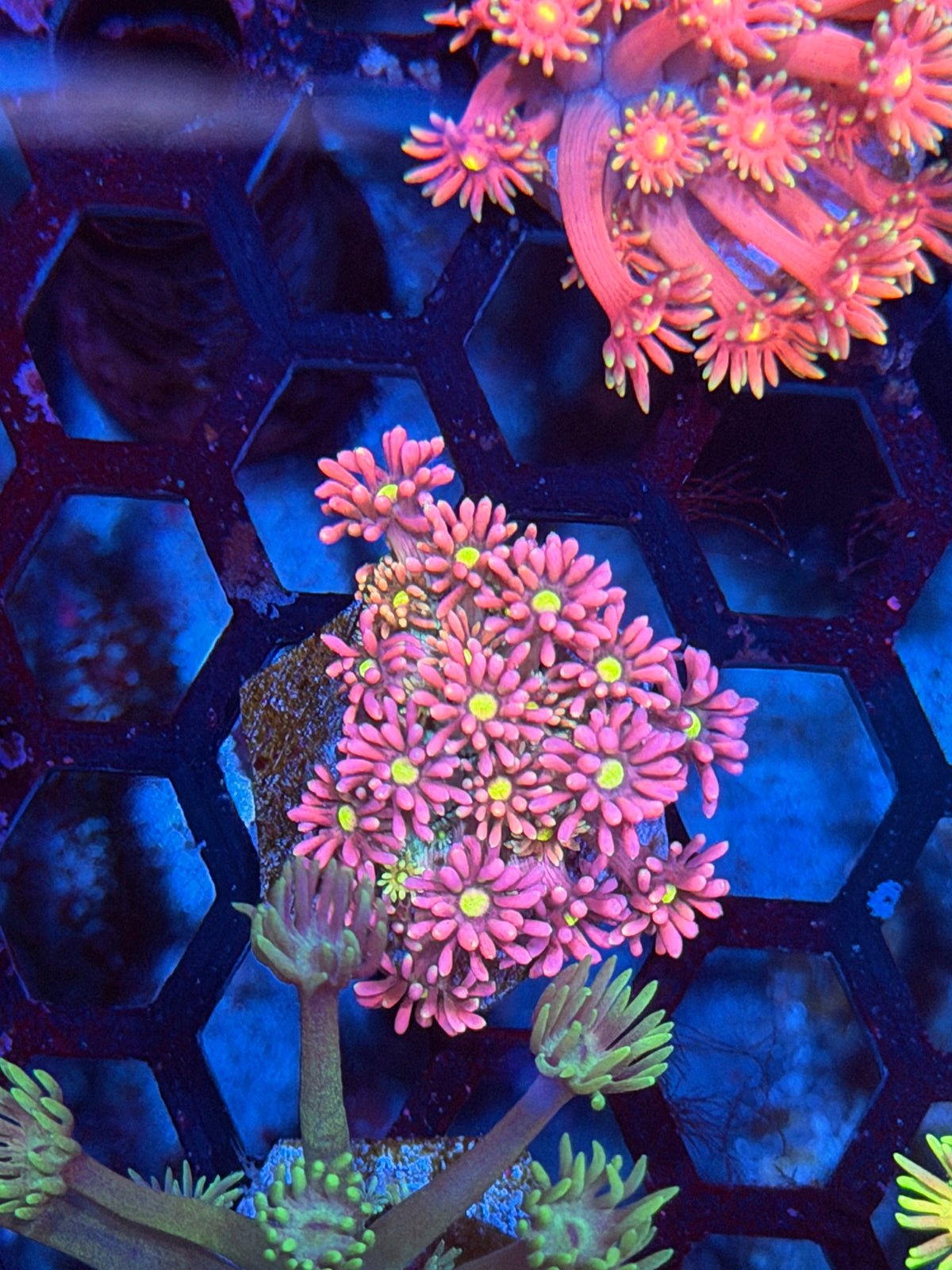 JEA Pixie Stix Goniopora Coral