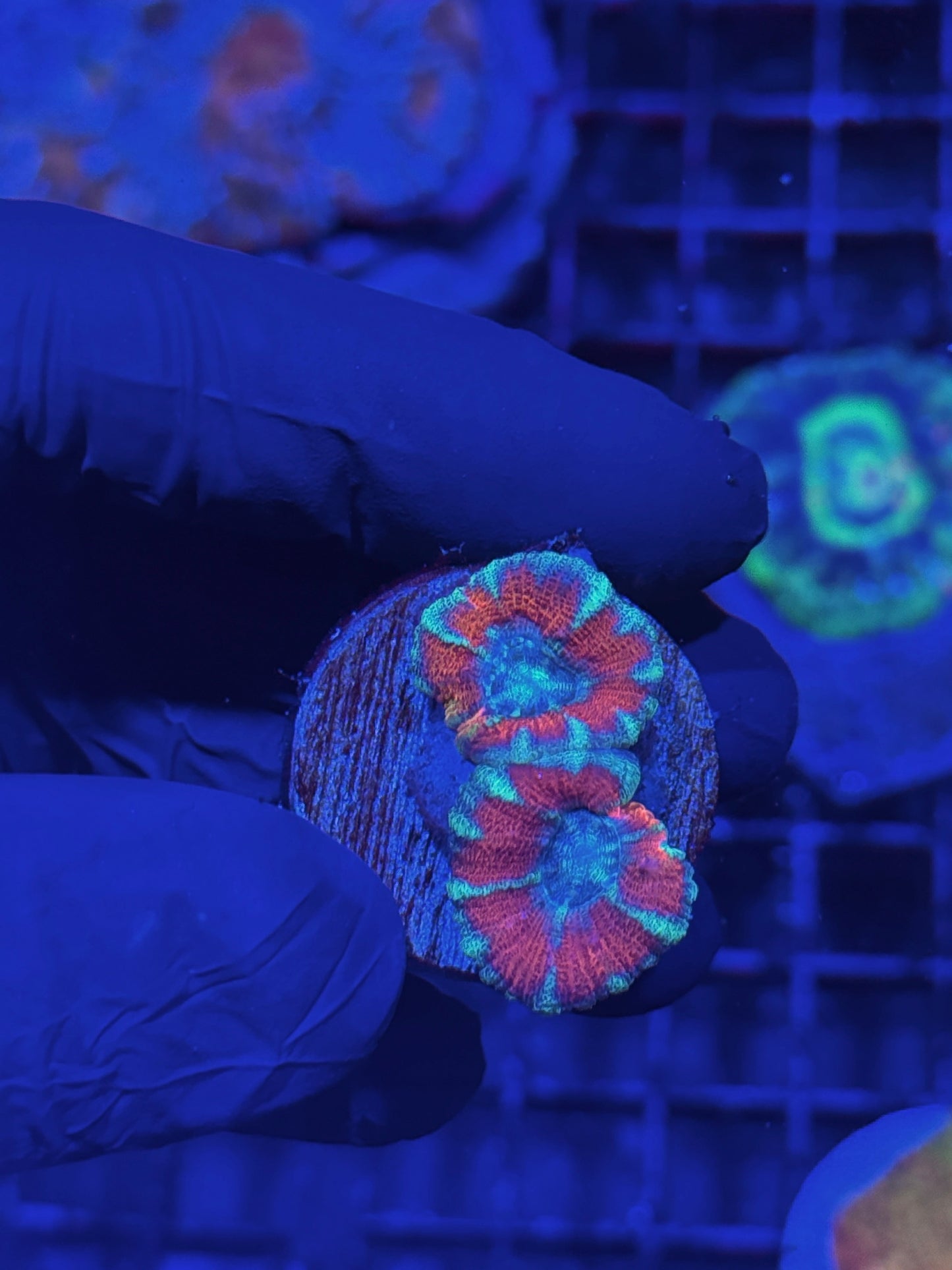Jay's Exotic Coral Auctions