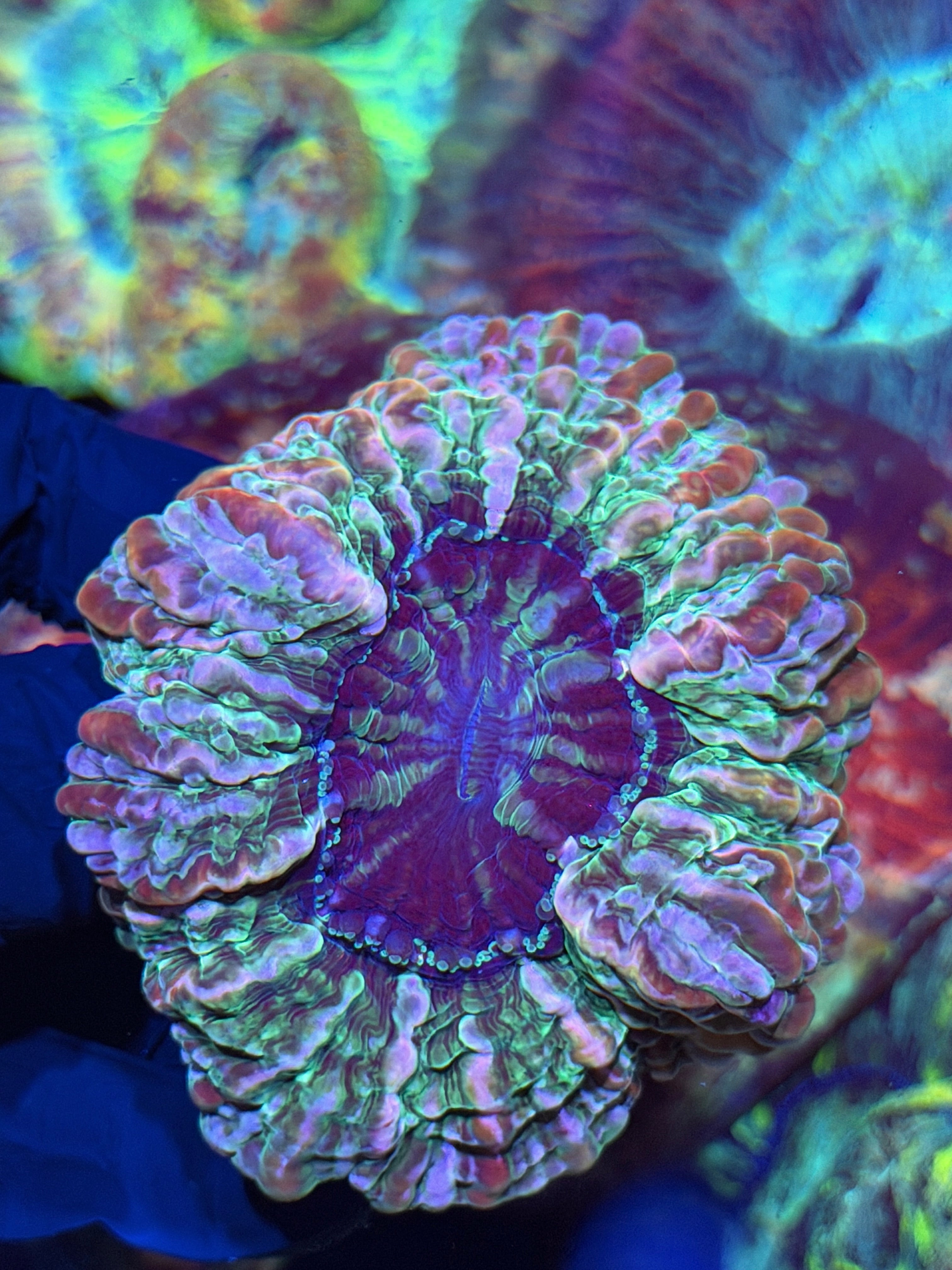 Rainbow Indophyllia Meat Coral XL