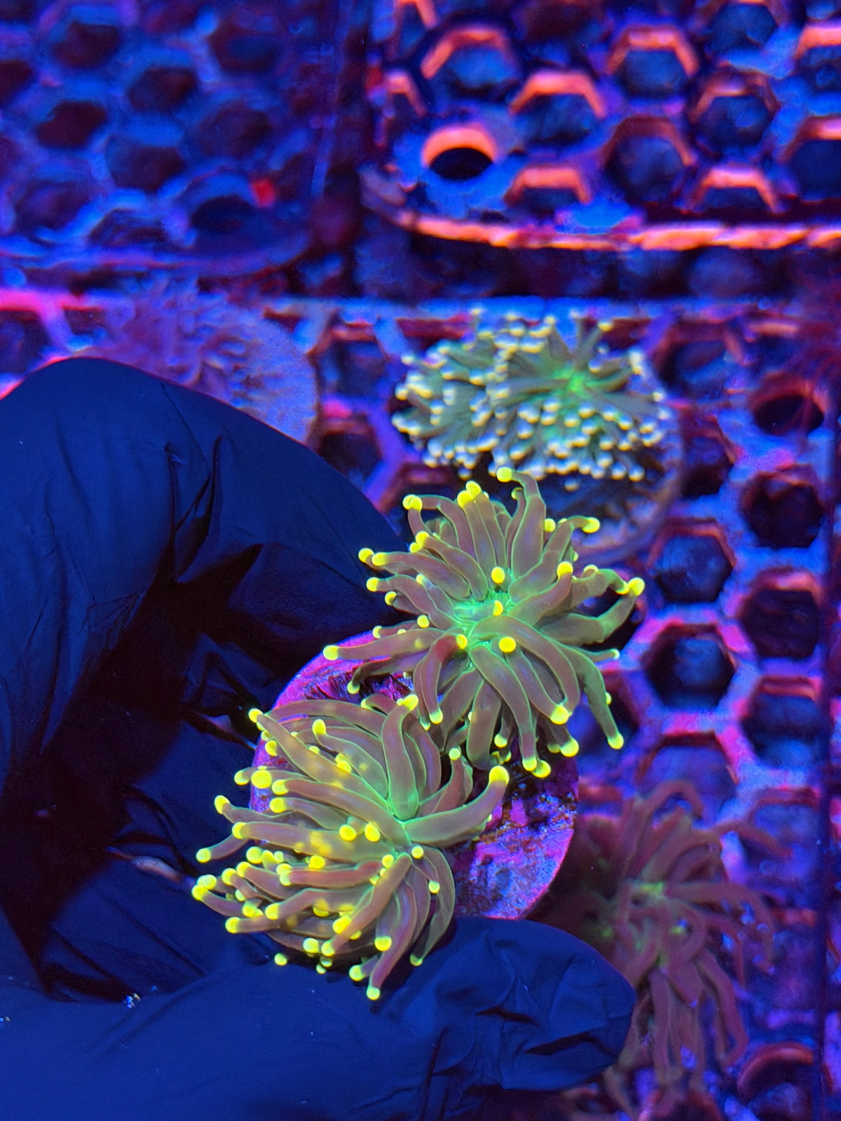 JEA Yellow Sparkler Torch Coral 2 Heads XL 9/22