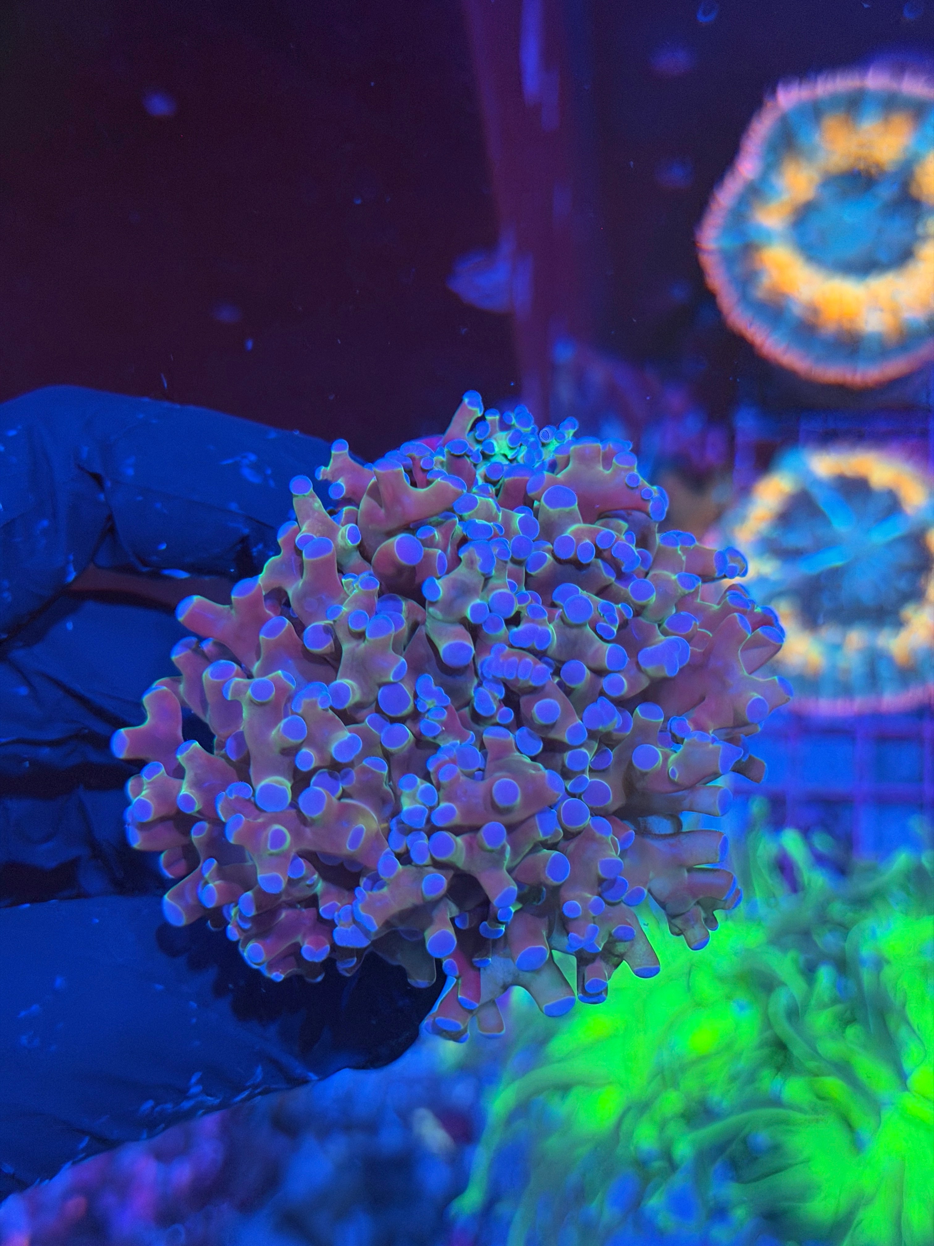 JEA Mardi Gras Frogspawn Coral 1 XXL Head Splitting to 3 7/9