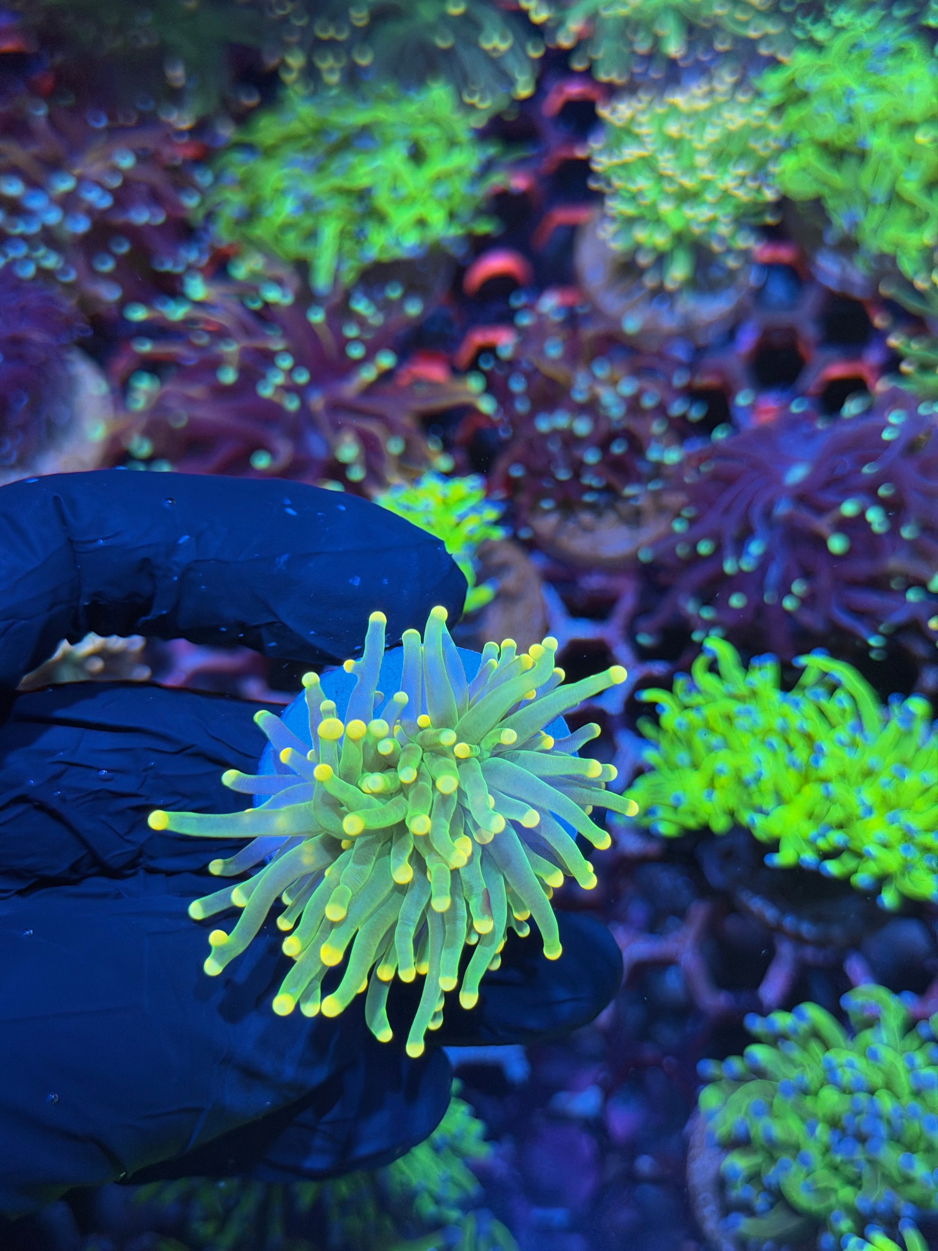 JEA Yellow Sparkler Torch Coral 1 Head
