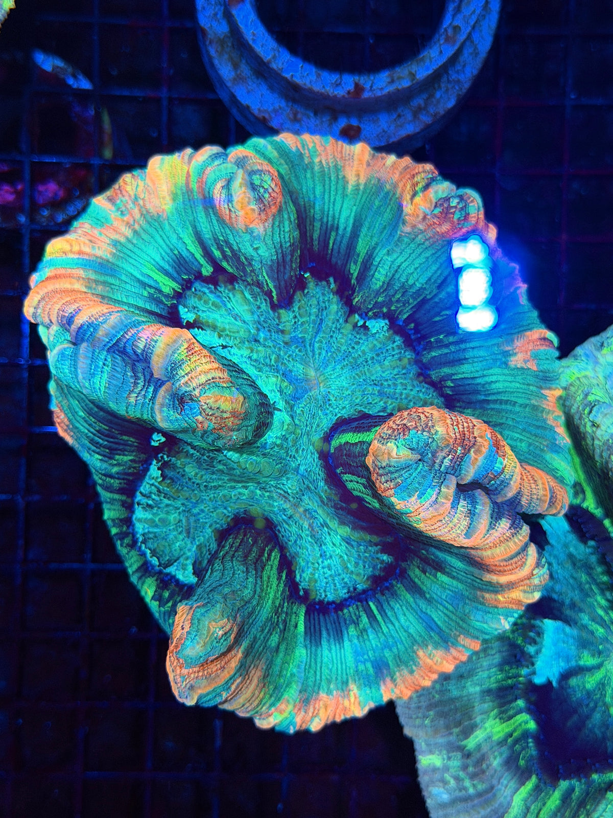 Insane Rainbow Trachyphyllia Meat Coral Show Piece 9/22