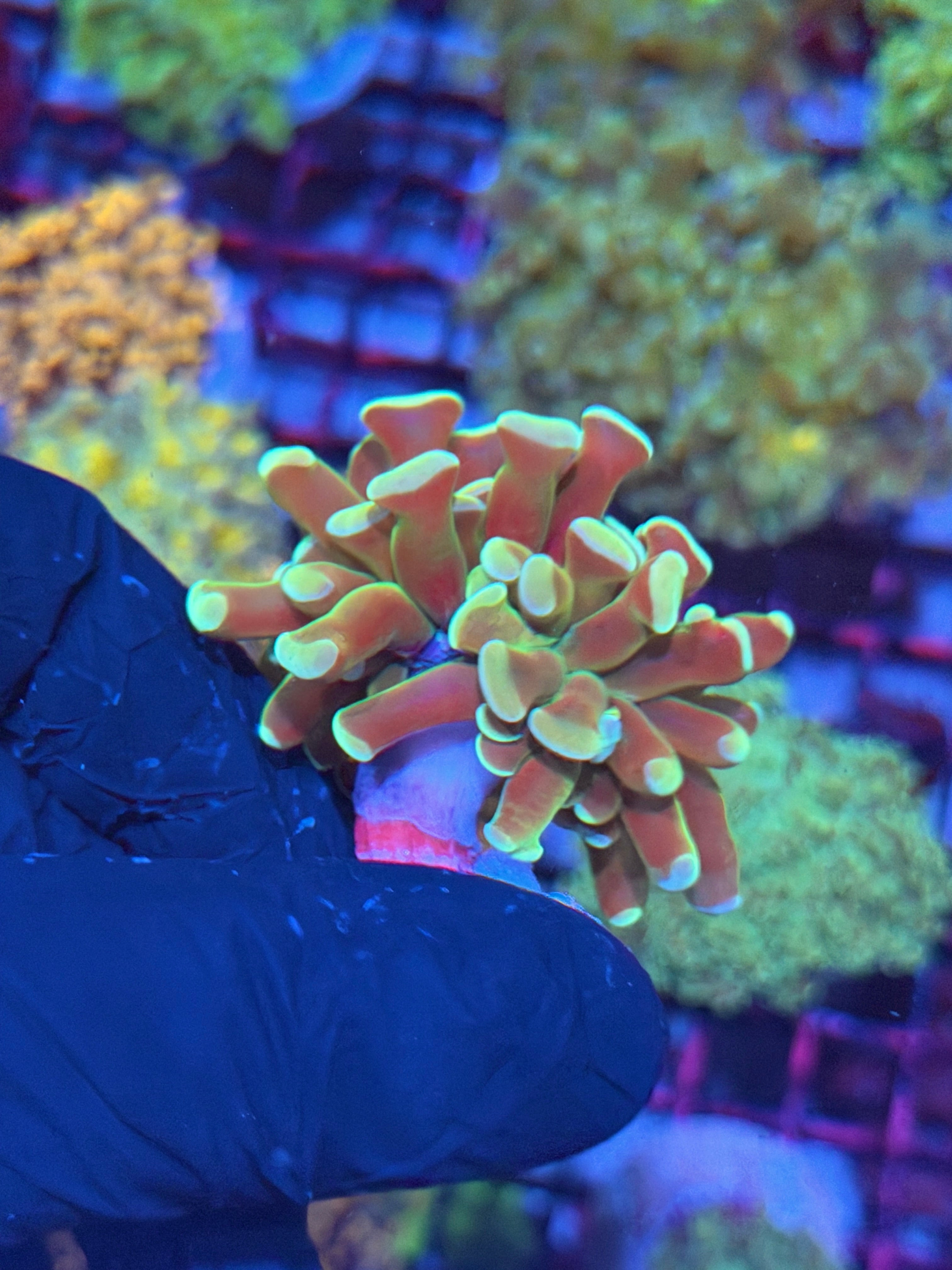 JEA Kaleidoscope Hammer Coral 1 Head 7/31