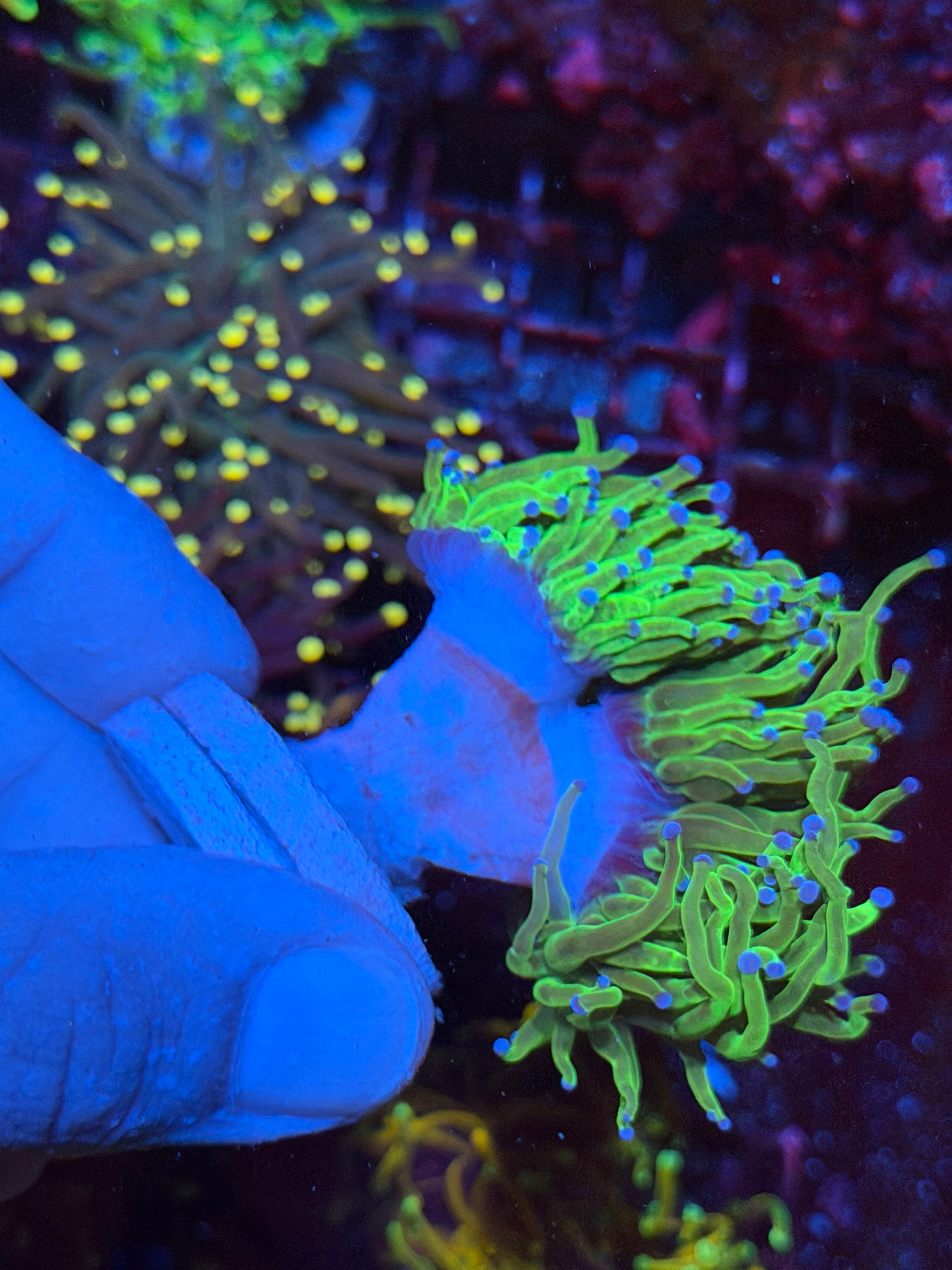 Todd’s Torch Coral 2 Heads XXL