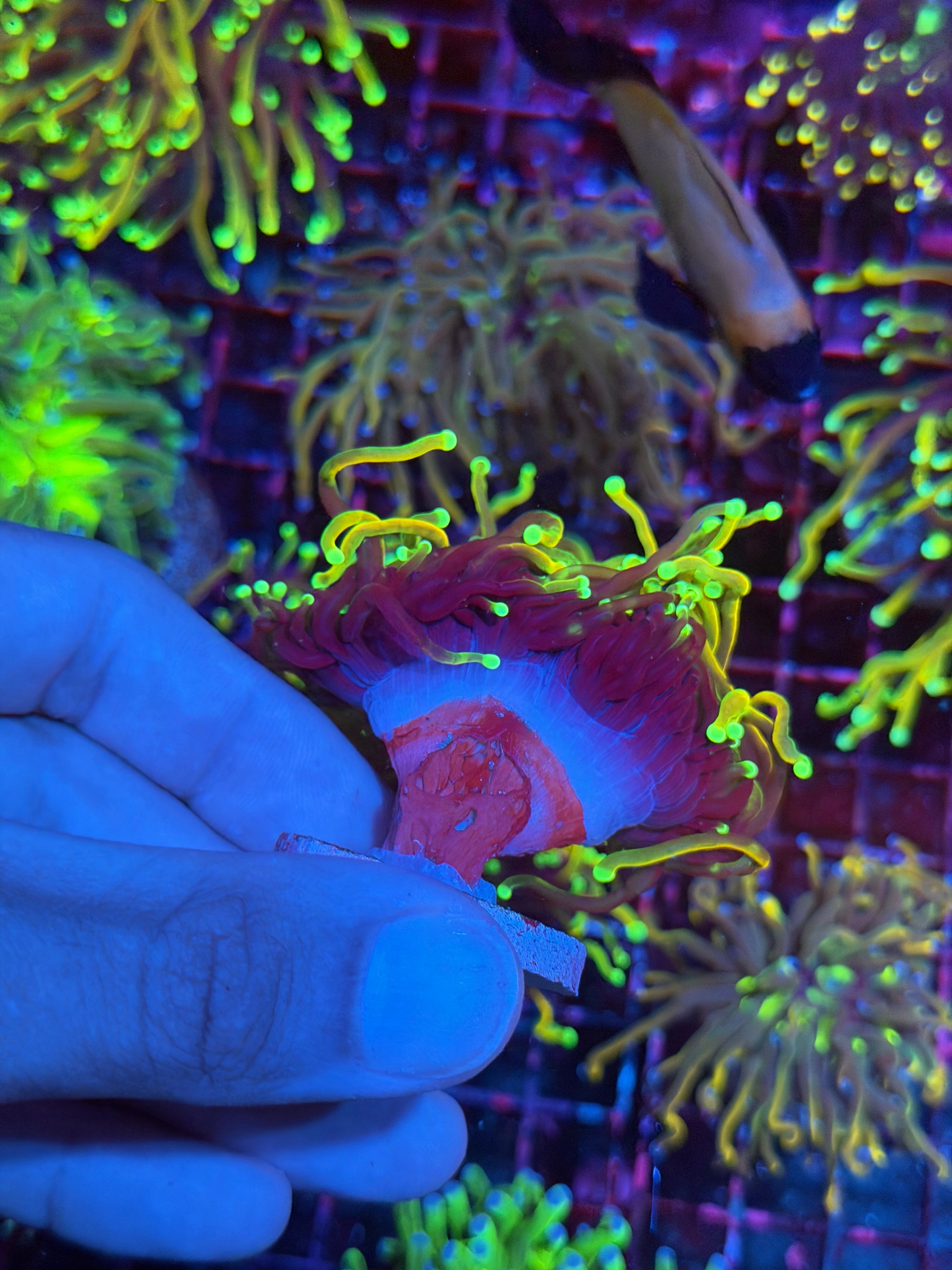 JEA Freezer Burn Torch Coral 2 Heads Splitting XL 7/10