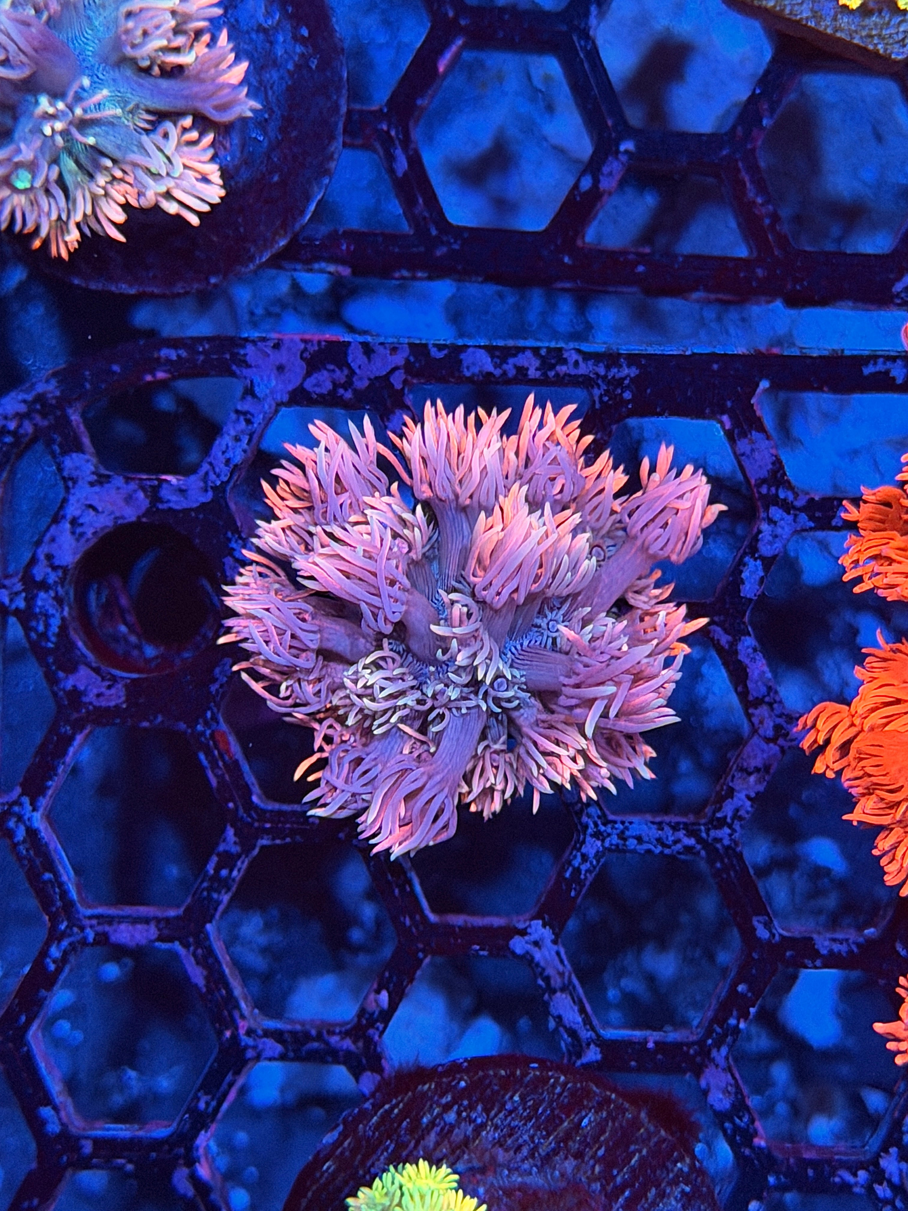JEA Cosmic Ballz Goniopora Coral Insane