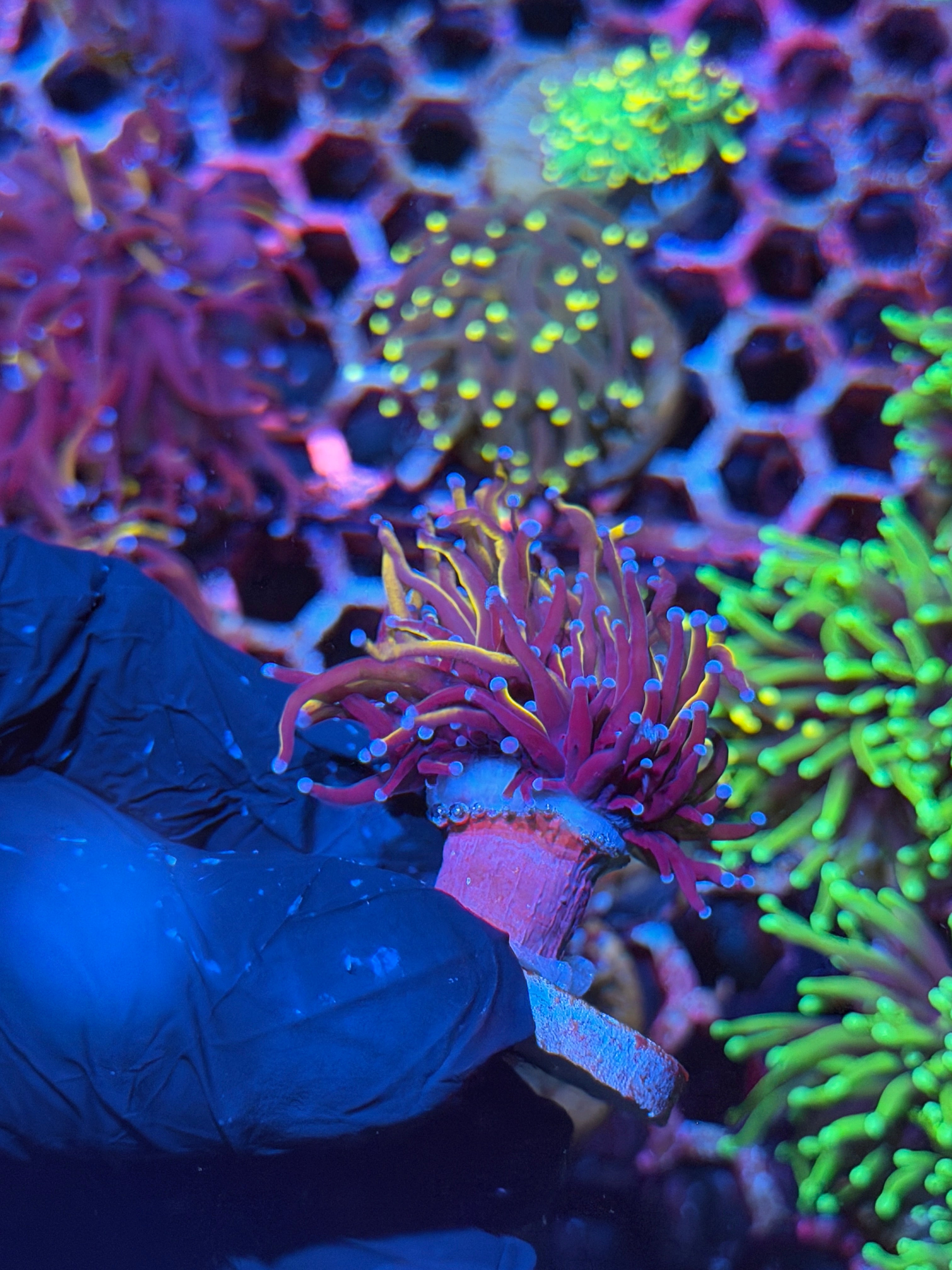 JEA Orange Peel Torch Coral 1 XL Heads Splitting 8/29