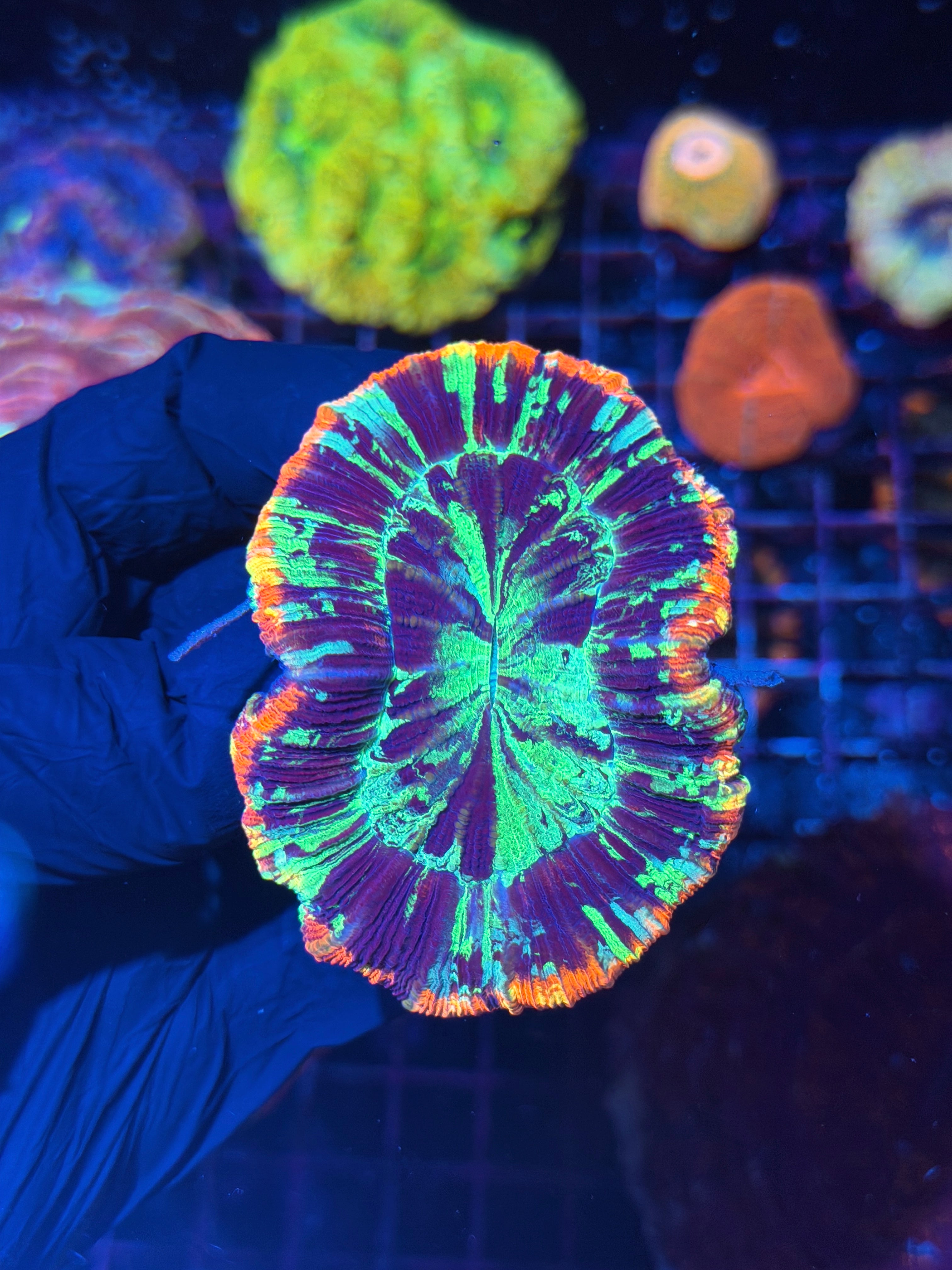 Rainbow Trachyphyllia Meat Coral