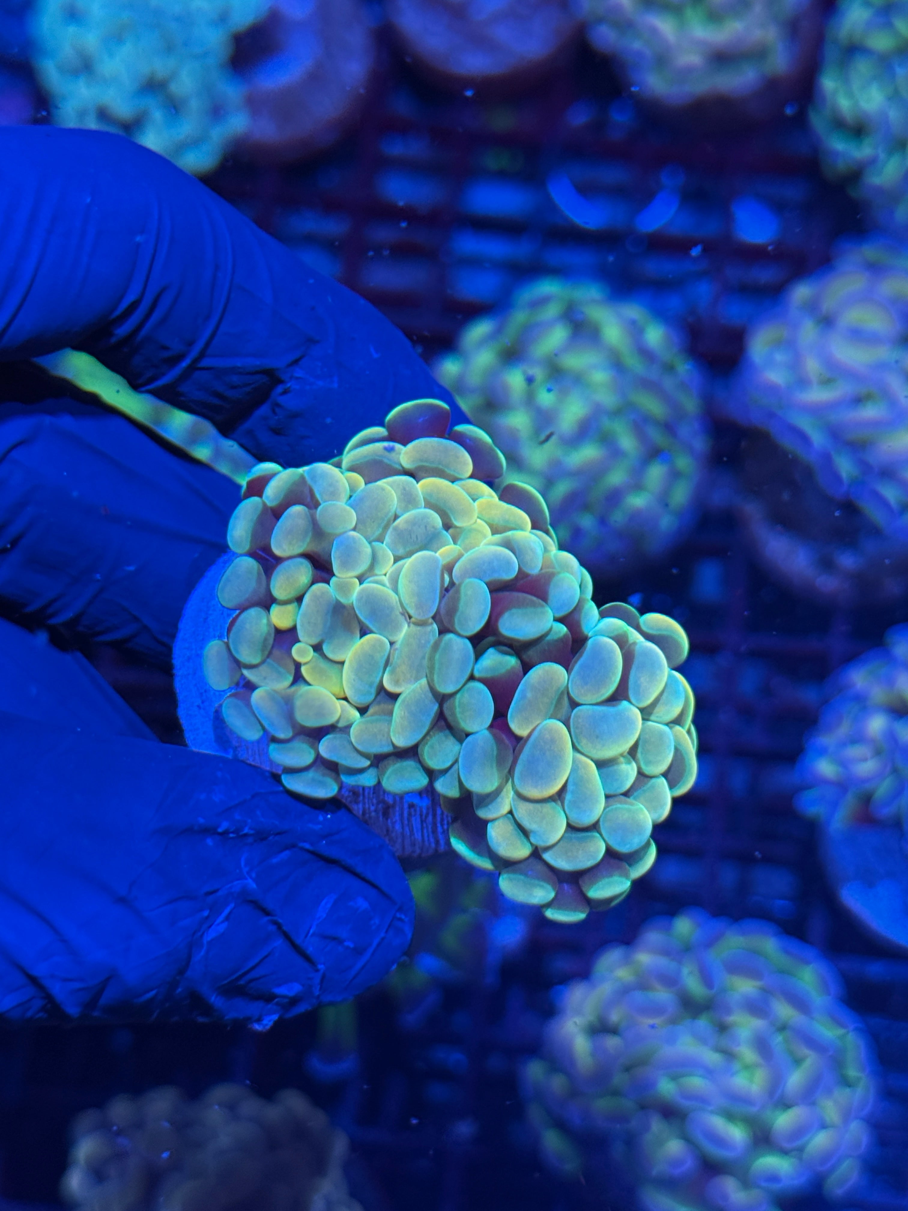 JEA Holy Hammer Coral 2 Heads XL