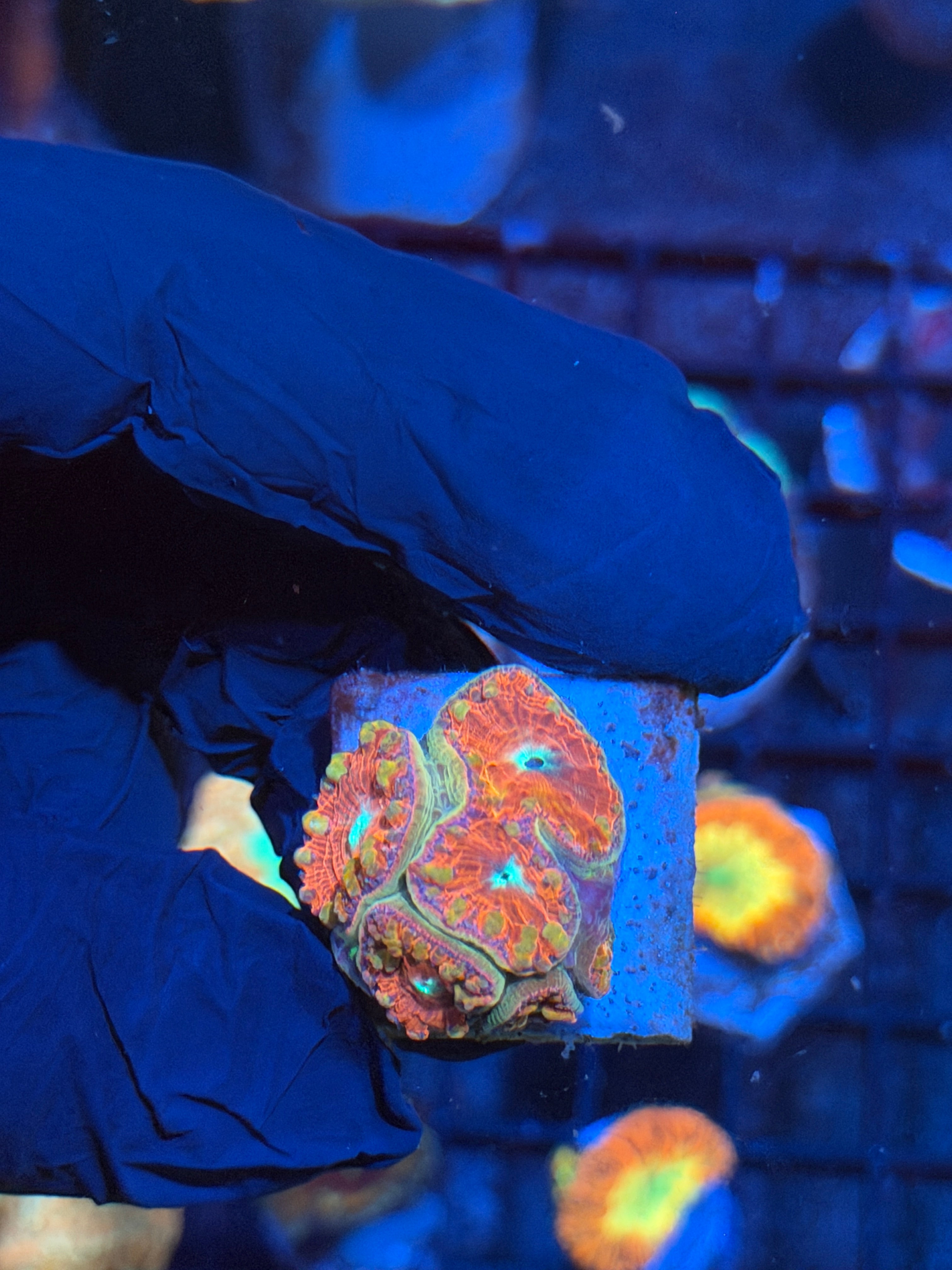 JEA Time Warp Blastomussa Coral Colony 6 Heads