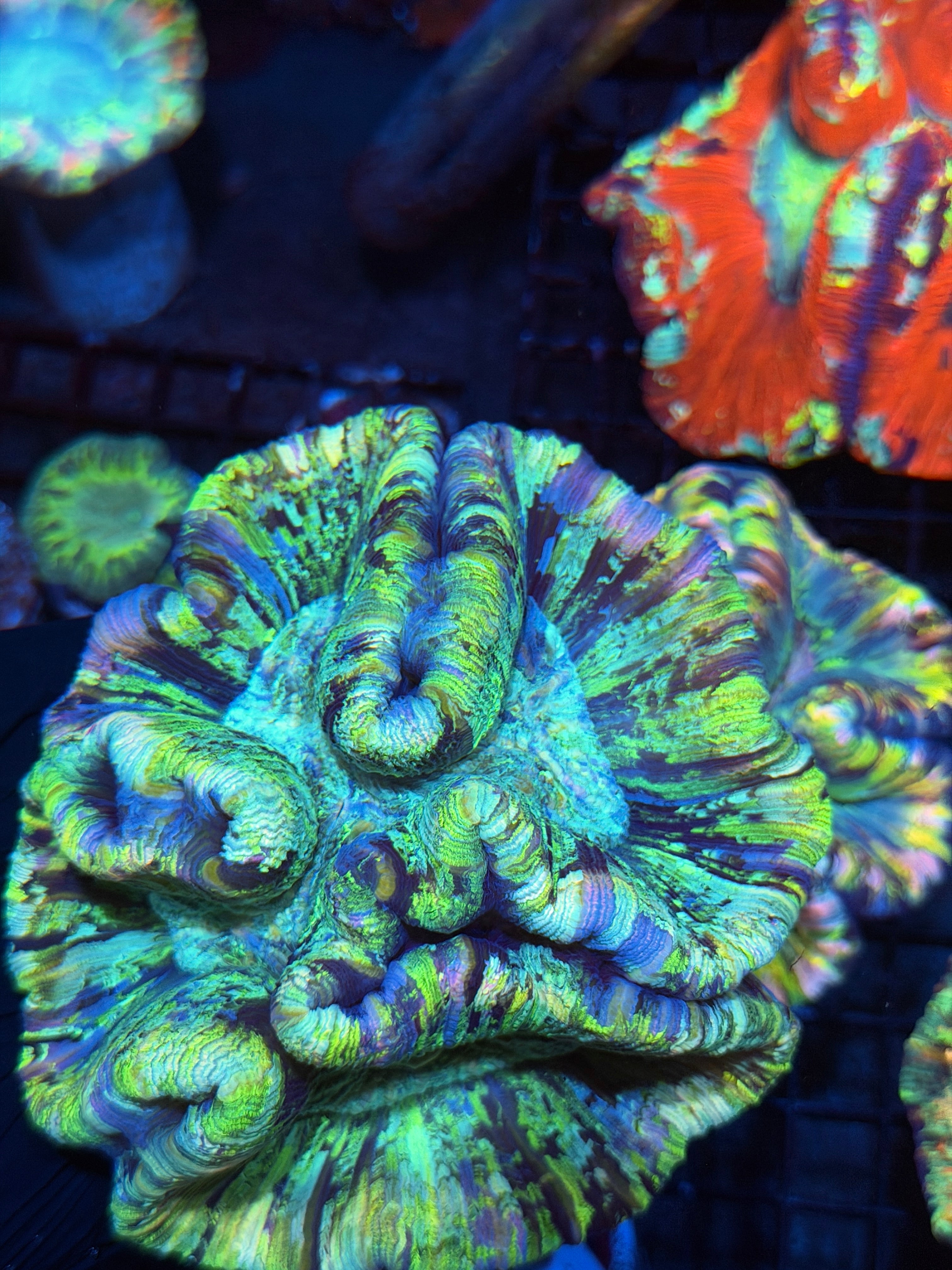 Rainbow Trachyphyllia Meat Coral XL Show Size