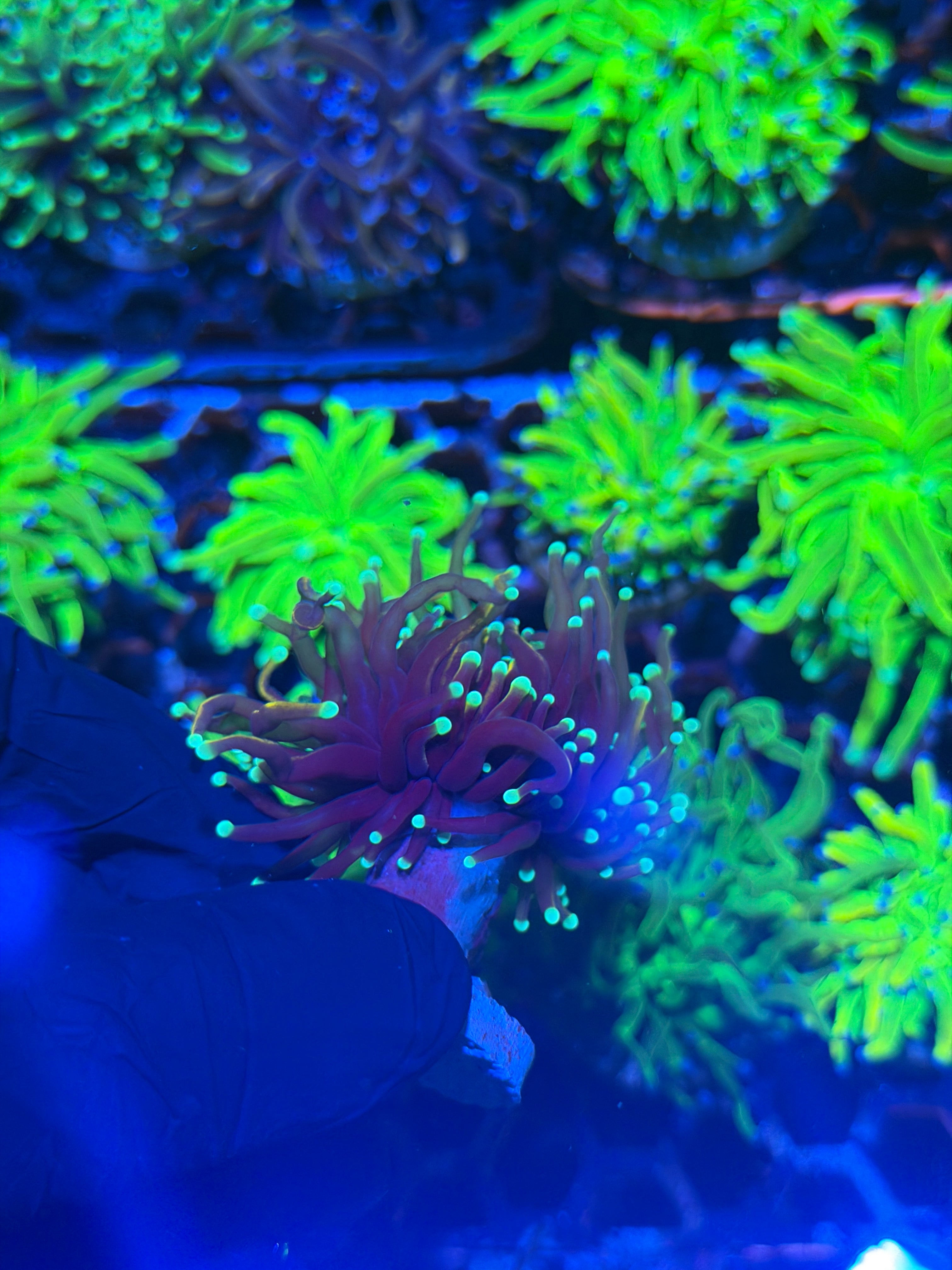 JEA OG Jester Torch Coral 1 Head 7/31