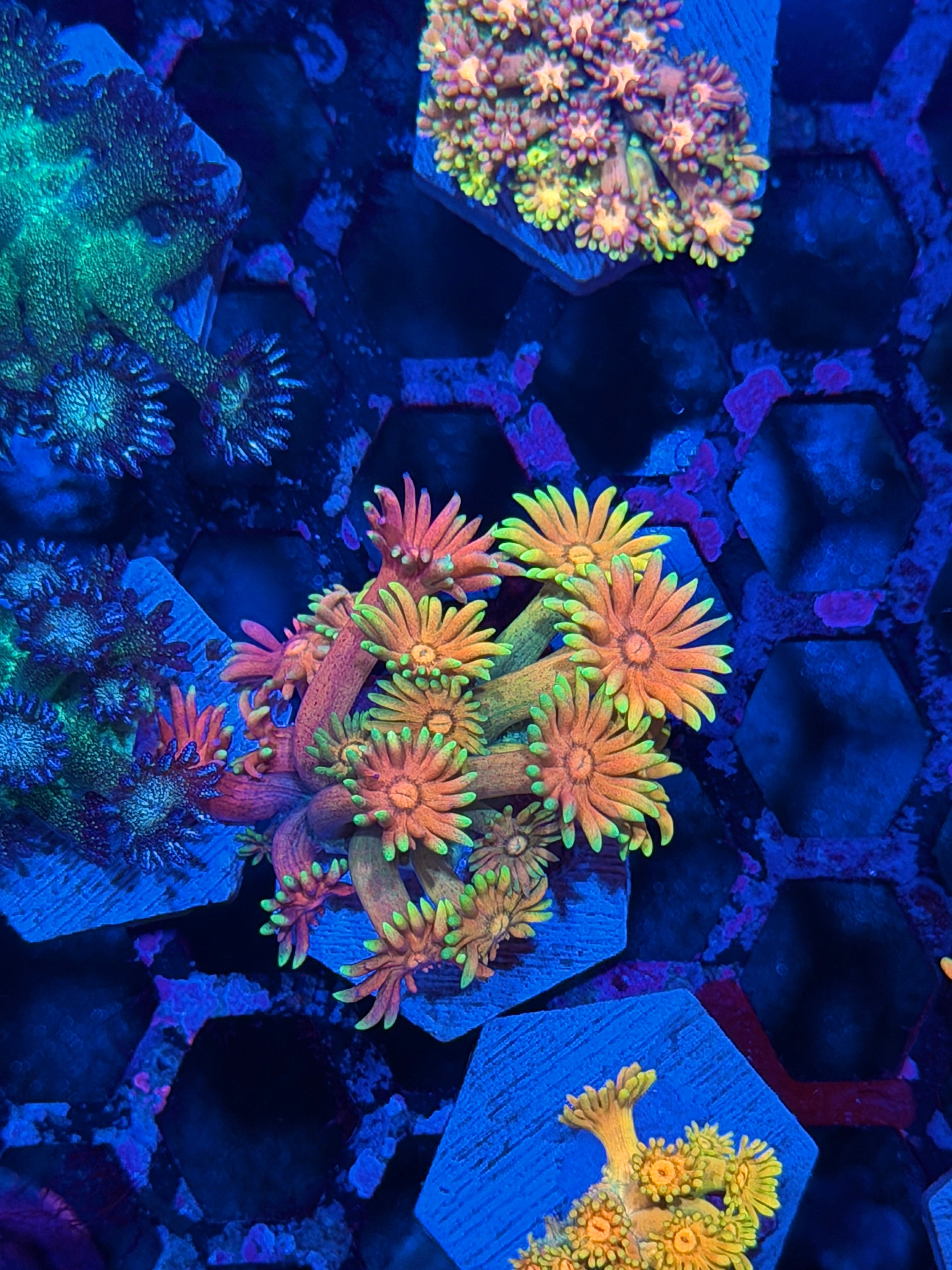 JEA Rainbow Sunset Goniopora Coral *New Release*