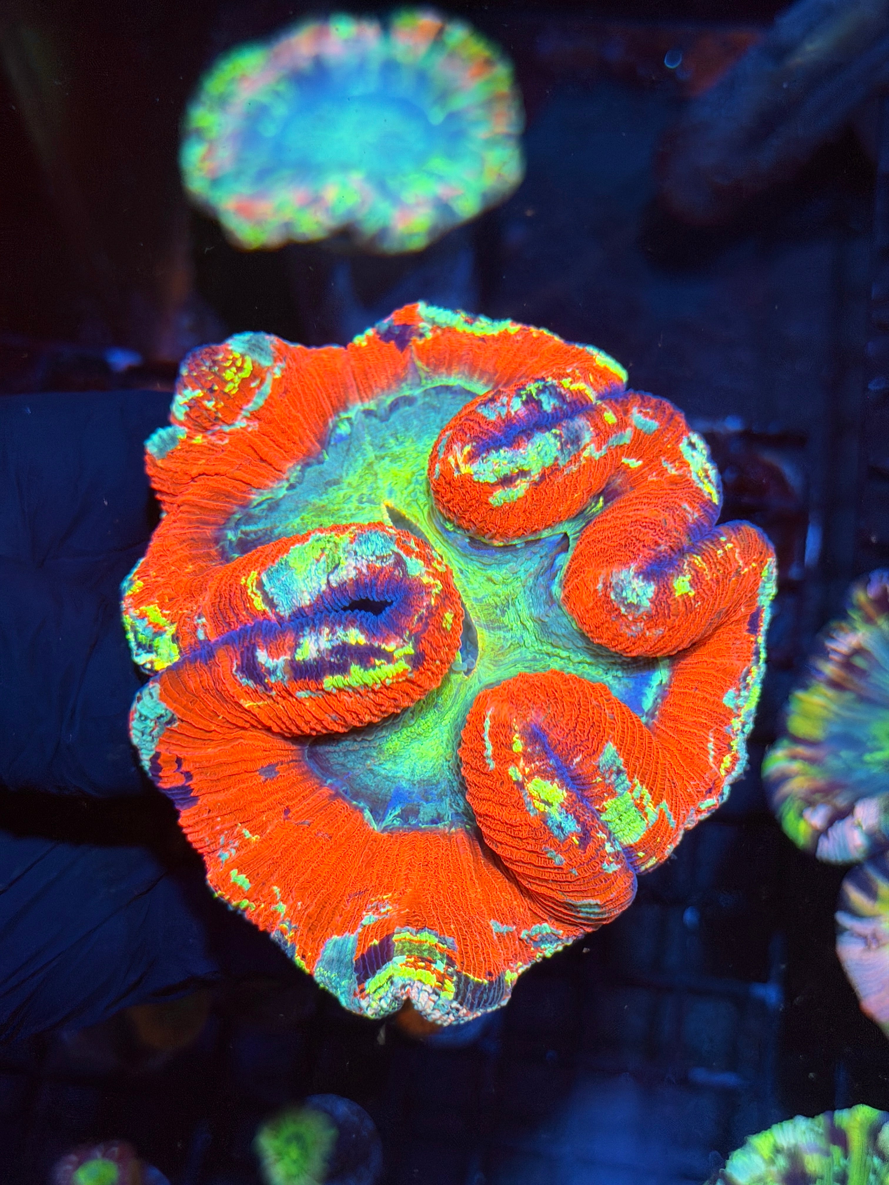 Rainbow Trachyphyllia Meat Coral XXL