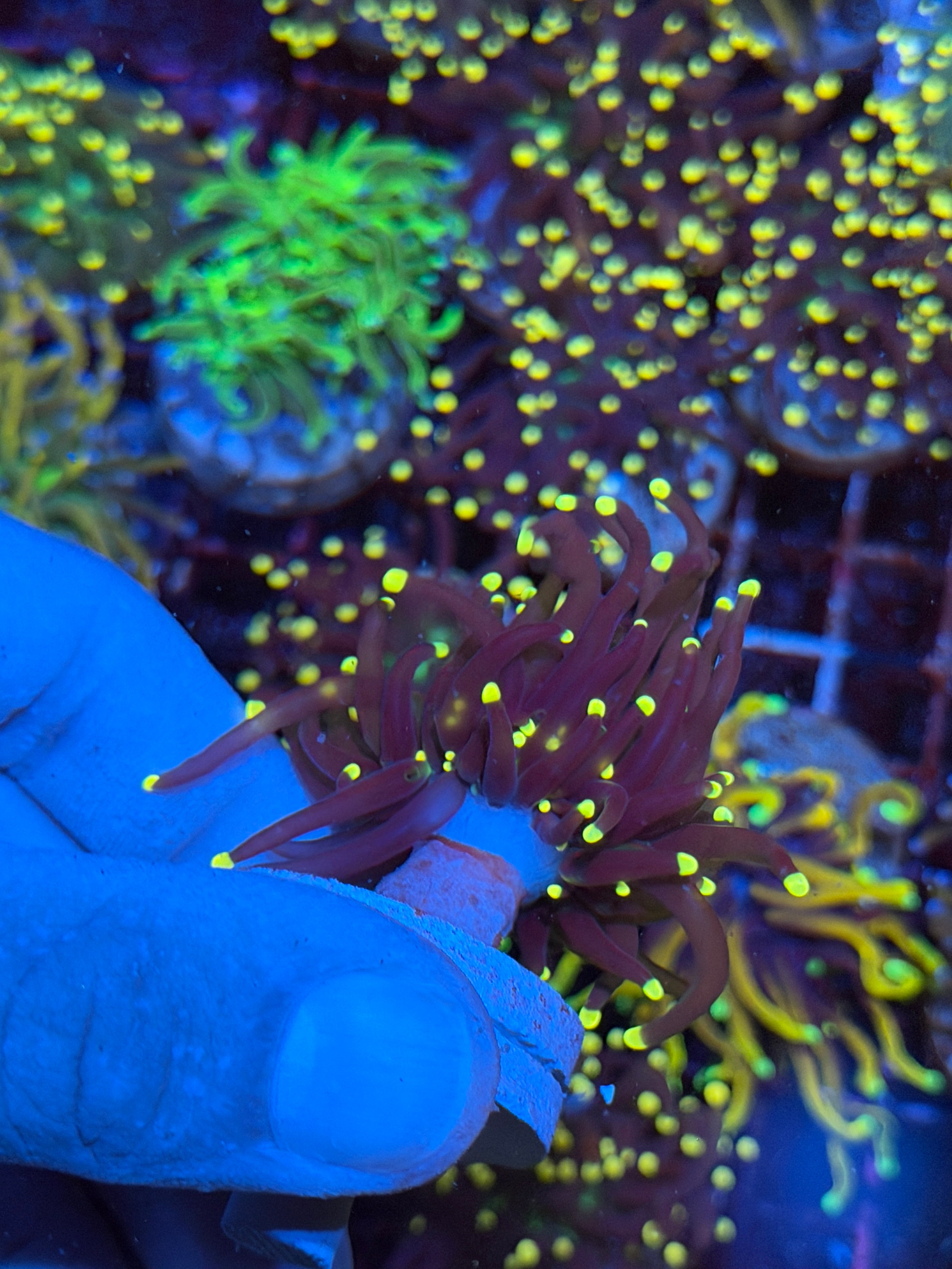 JEA Joker Torch Coral 2 Heads Splitting XL