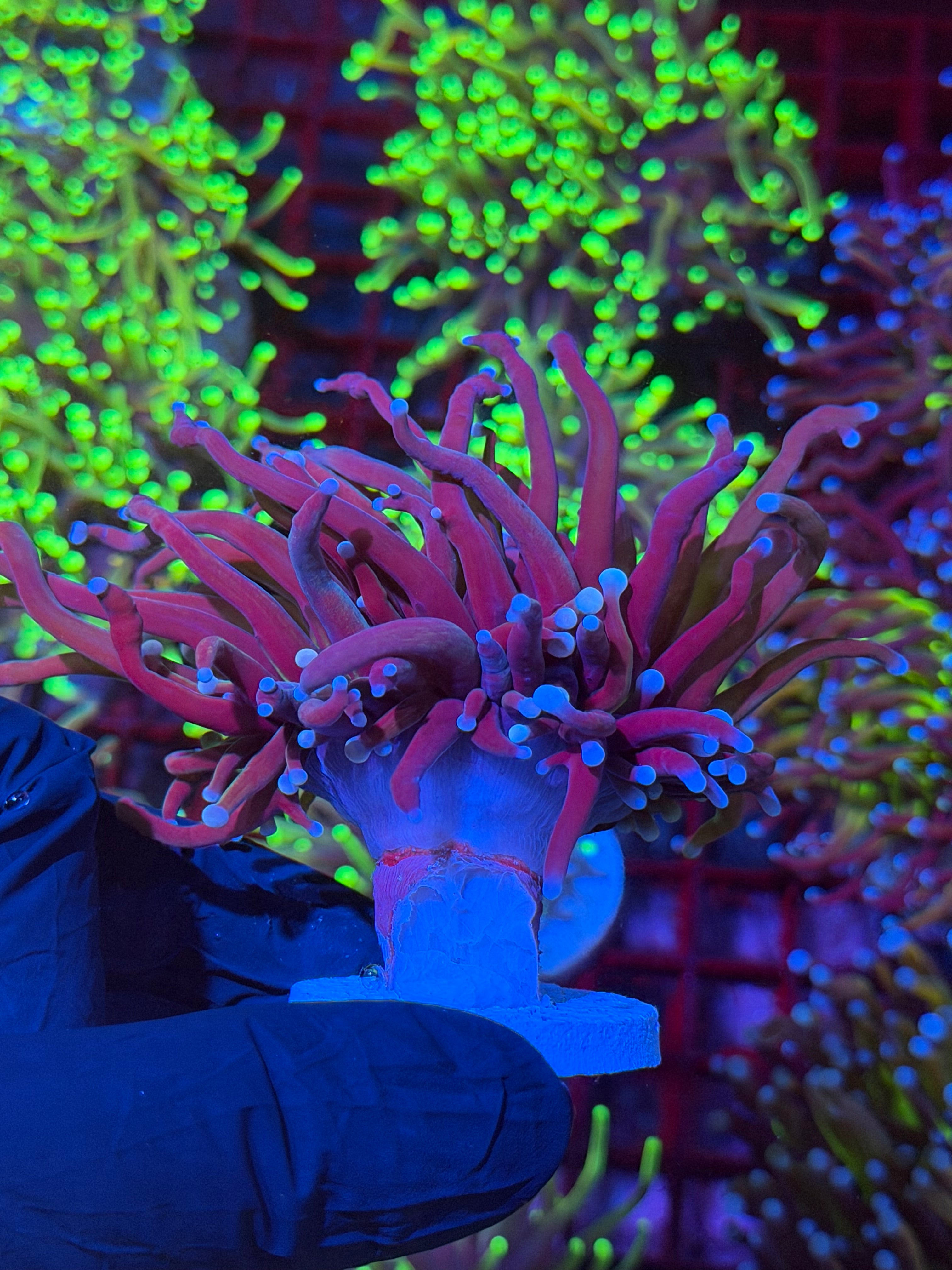 JEA Death Star Grail Torch Coral 2 Heads Splitting XXXL ( Cut from Grafted Grail Colony ) 8/7
