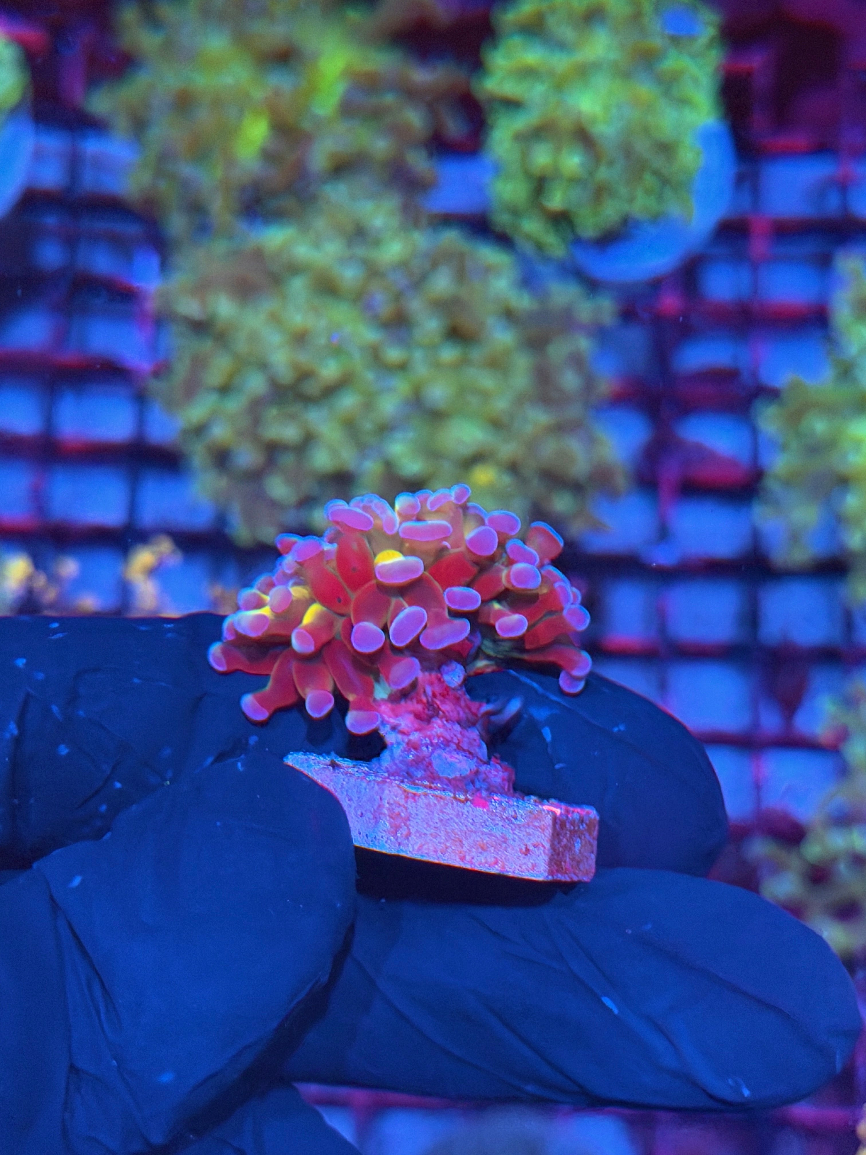 JEA Goldmember Hammer Coral 1 Head *New Release* 7/31
