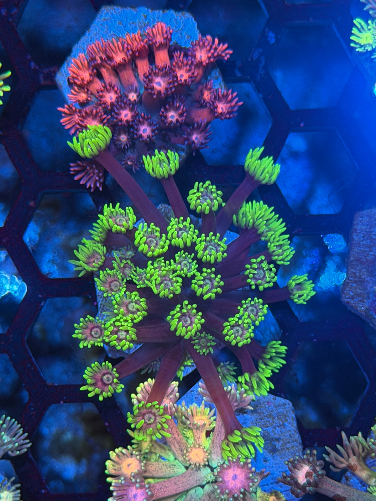 JEA Hollywood Nights Goniopora Coral 9/28