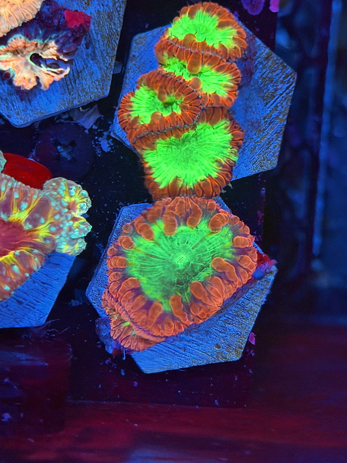JEA Rainbow Swirl Blastomussa Coral 2 Heads 9/27