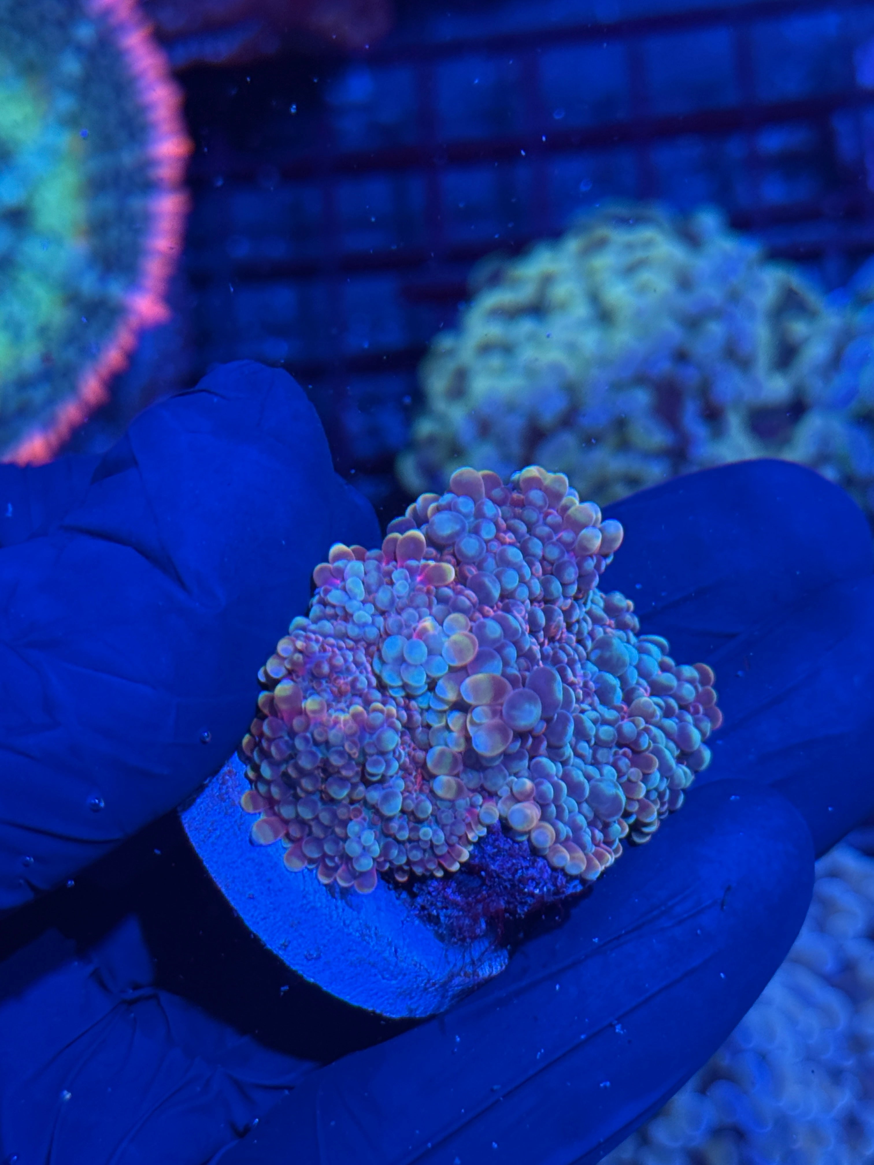 JEA Cotton Candy Bounce Yuma Mushroom Coral Mama & 2 Babies