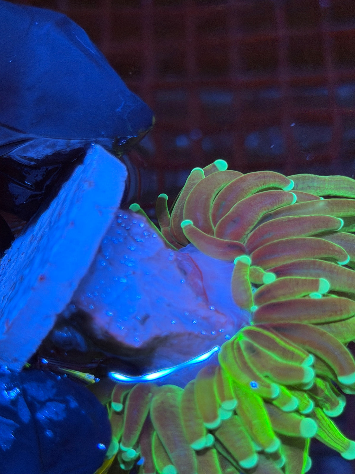 JEA Grafted Master Holy Grail Torch Coral 1 XXL Head Splitting 9/22