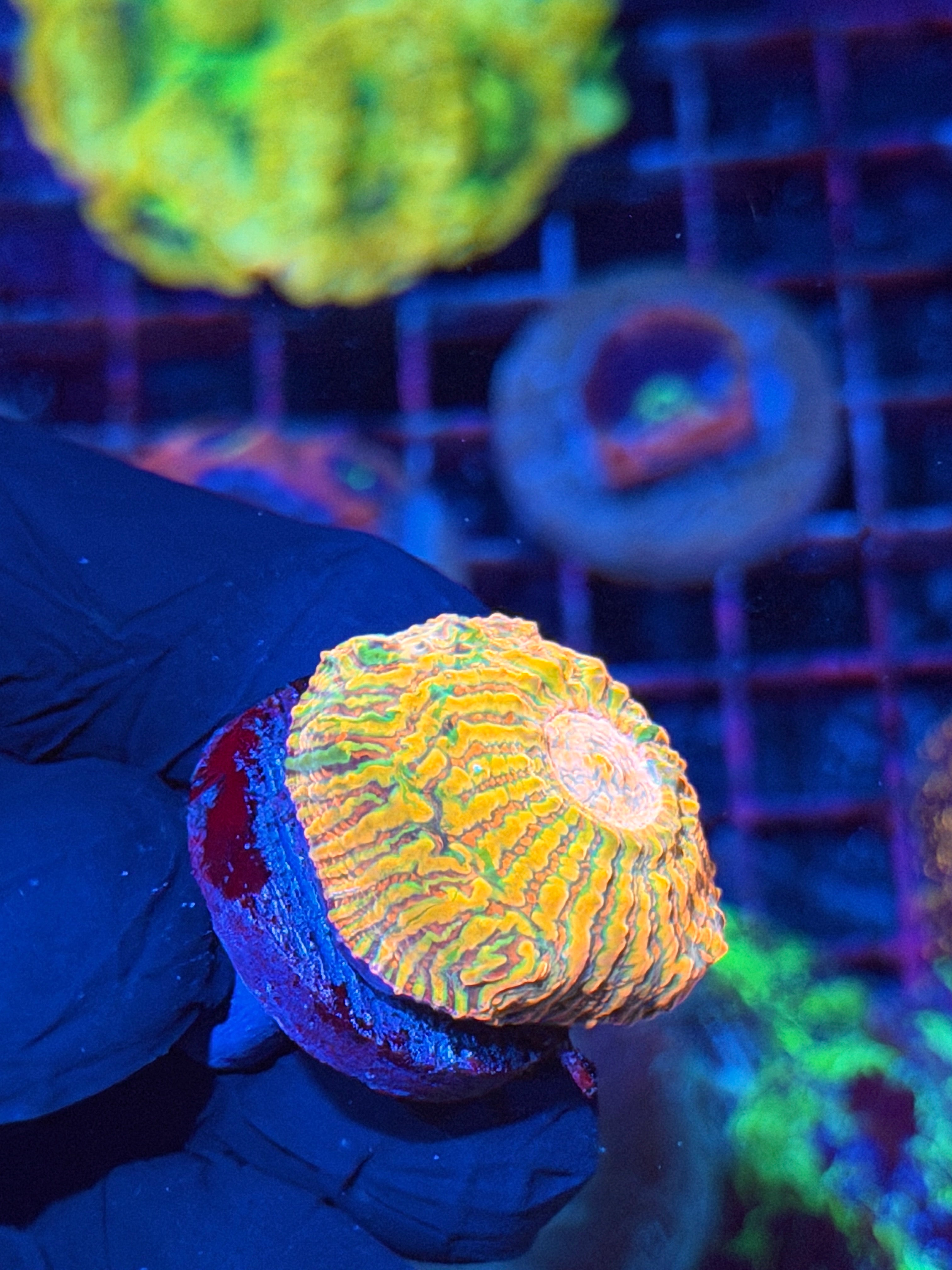 JEA Rainbow Meltdown Acan Maxima INSANE COLORS 8/29