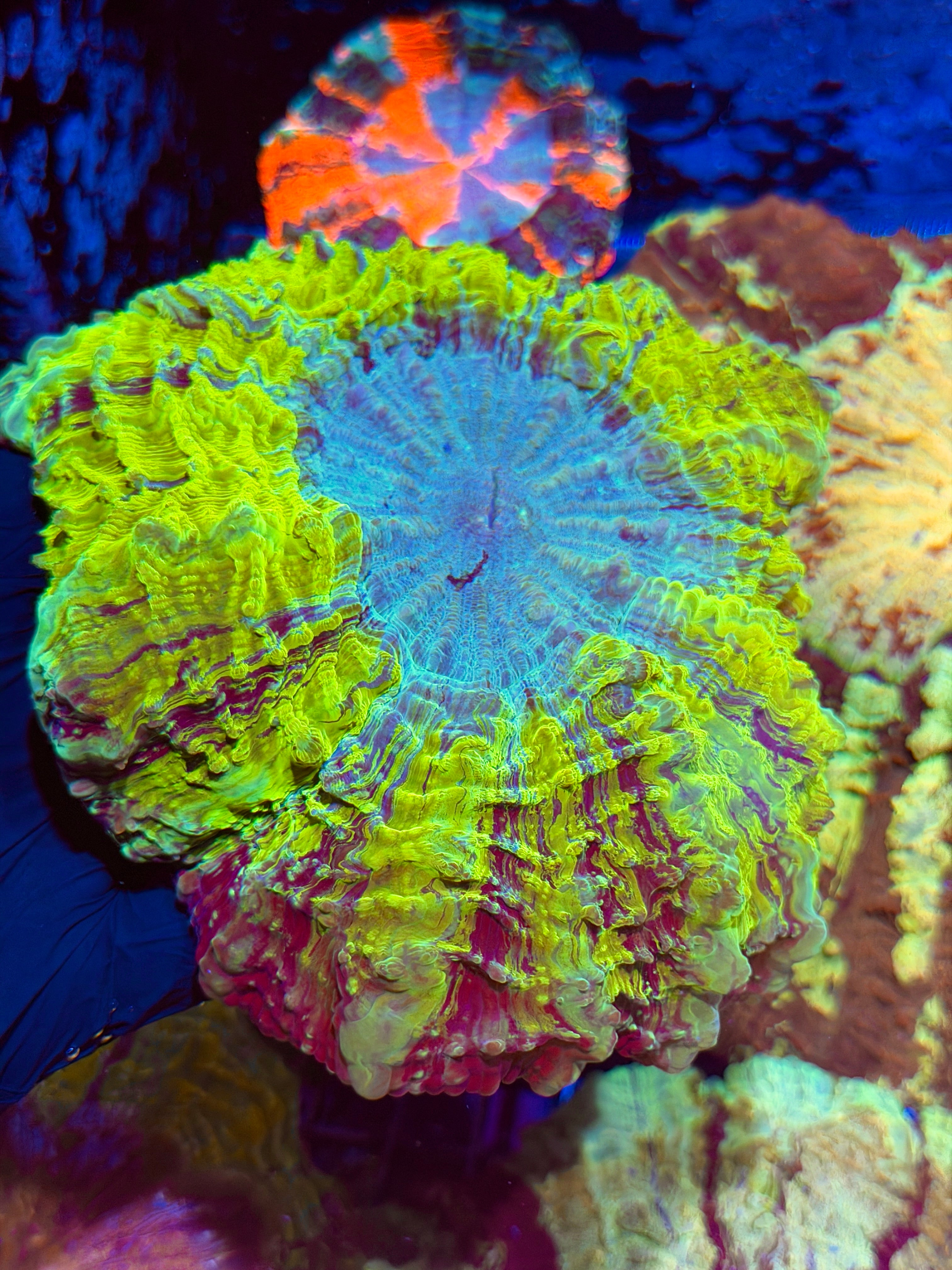 Insanely Bright Acanthophyllia Meat Coral 6/4