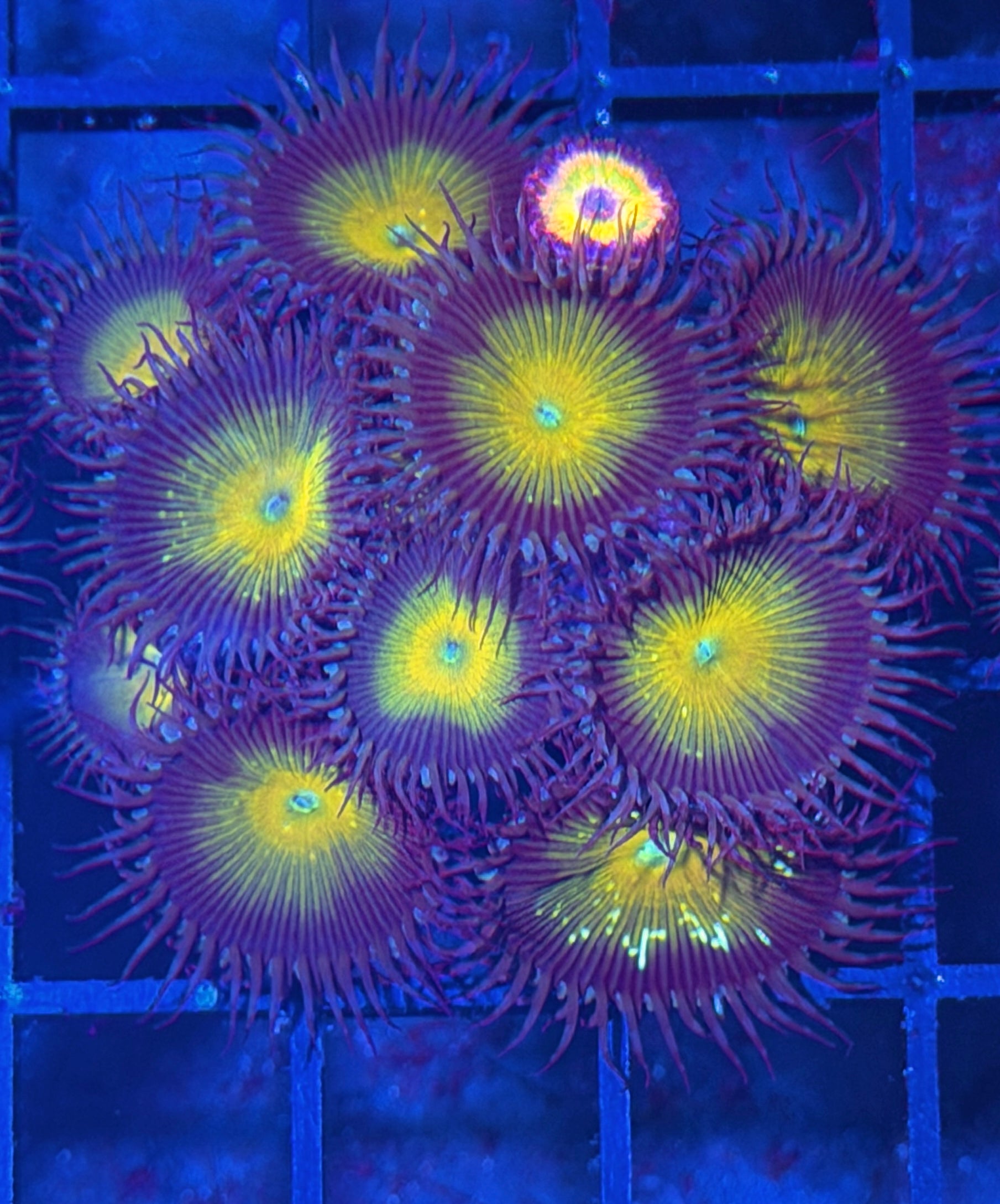 JEA Capt Jerk Palythoa Coral Mini  Colony 8/1