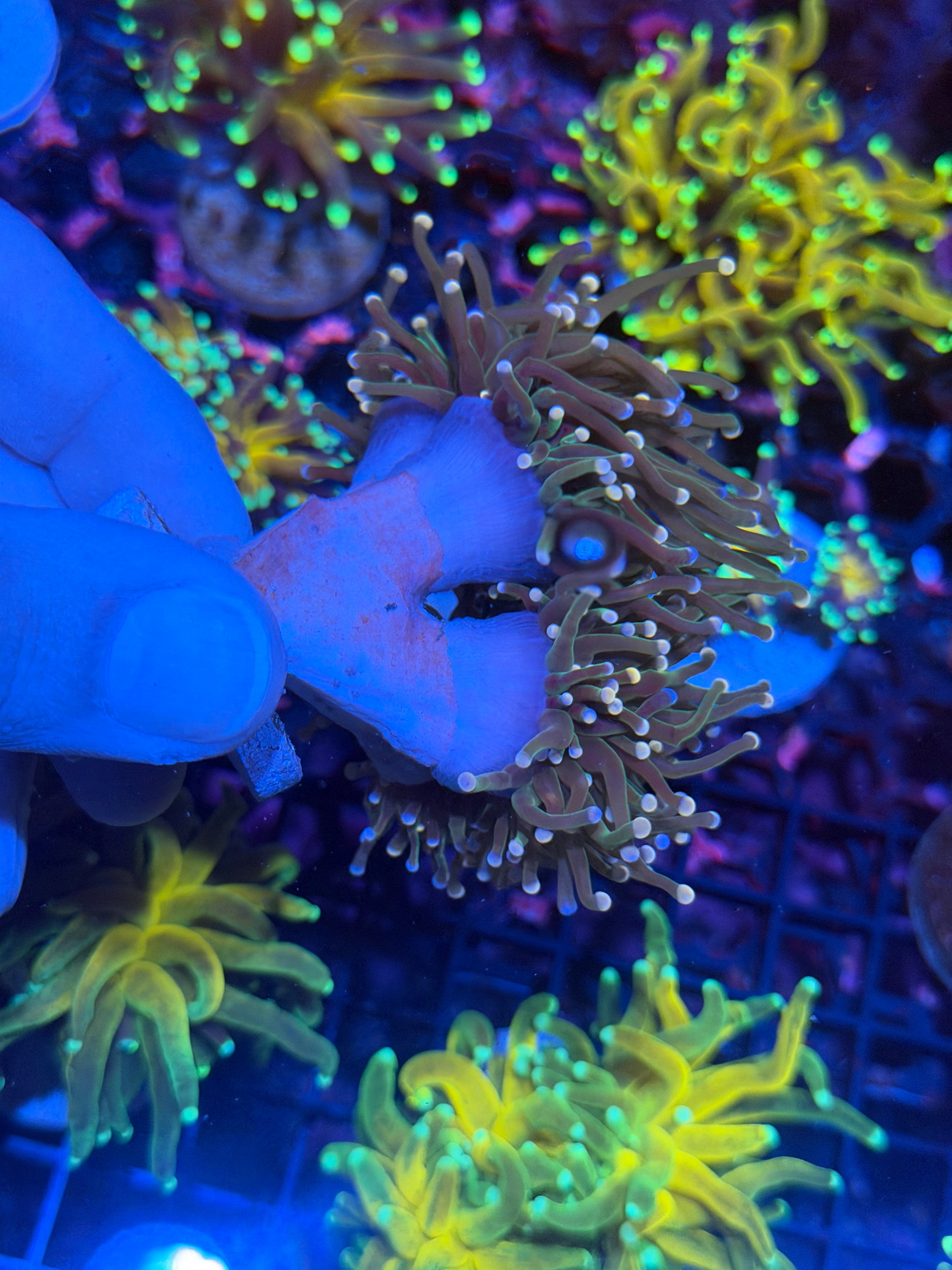 JEA Confetti Torch Coral 3 XXL Heads Splitting 3 Colored Tips 11/28