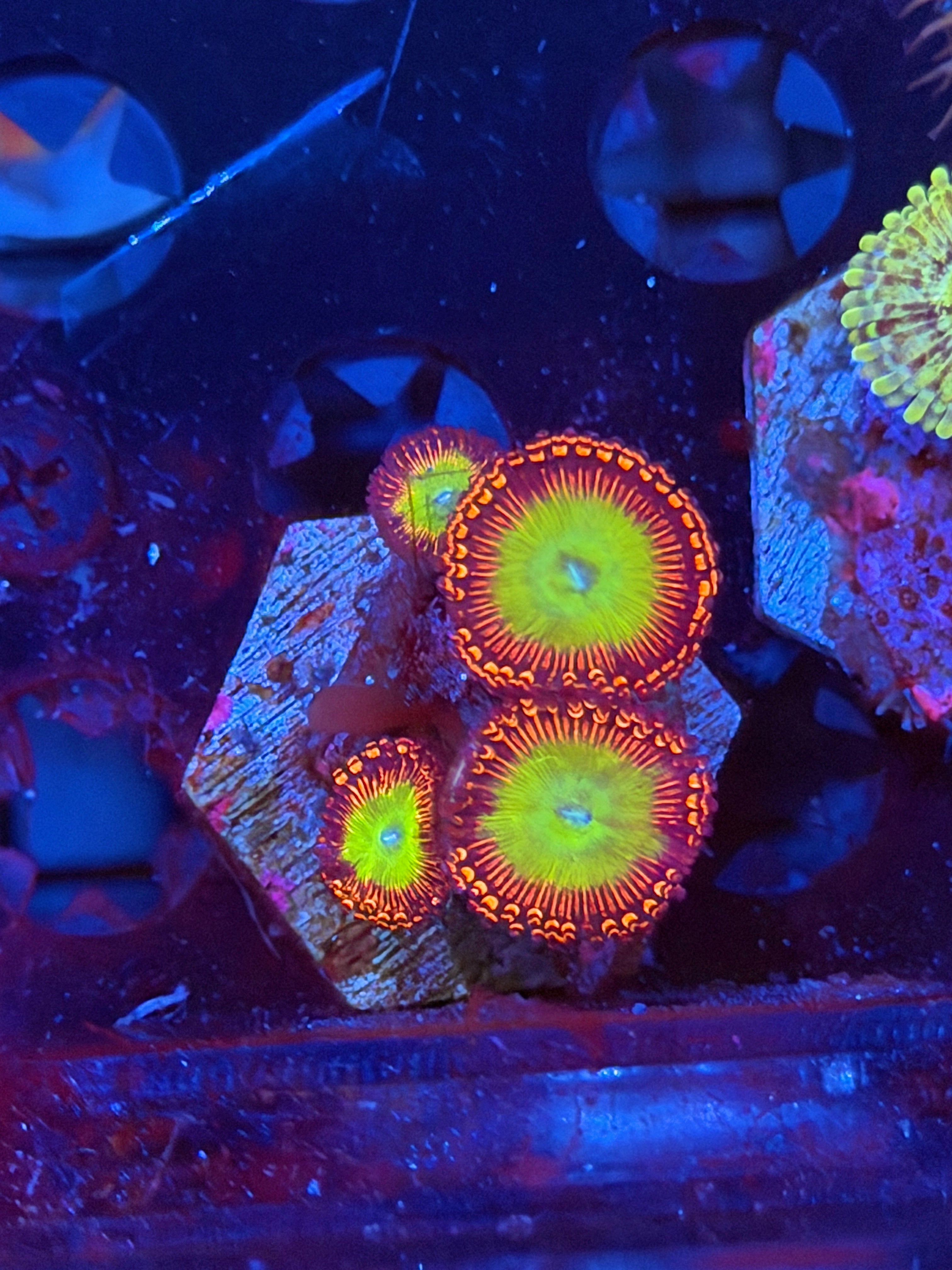 JEA Candy Apple Zoanthid Coral 4 Polyps XL 5/1