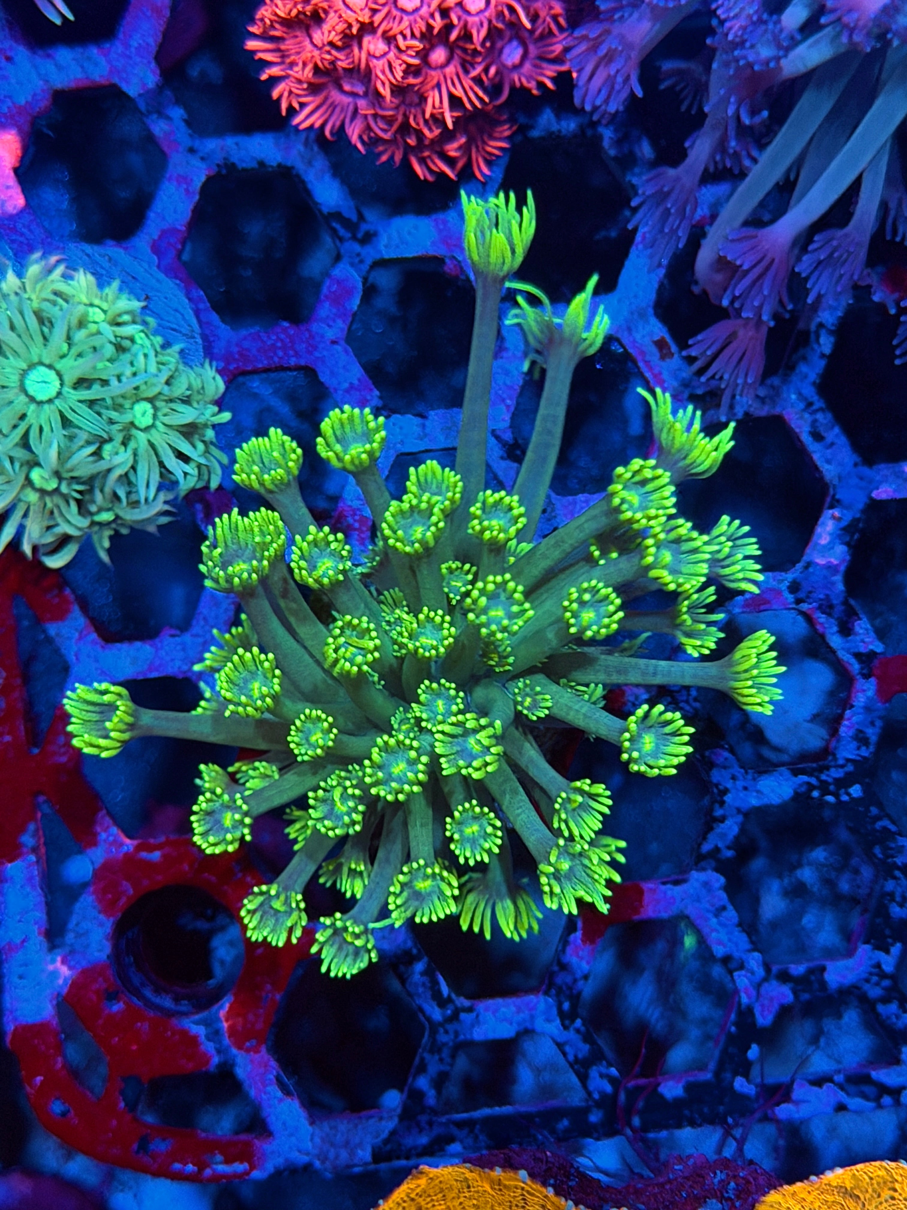 JEA The Riddler Goniopora Coral