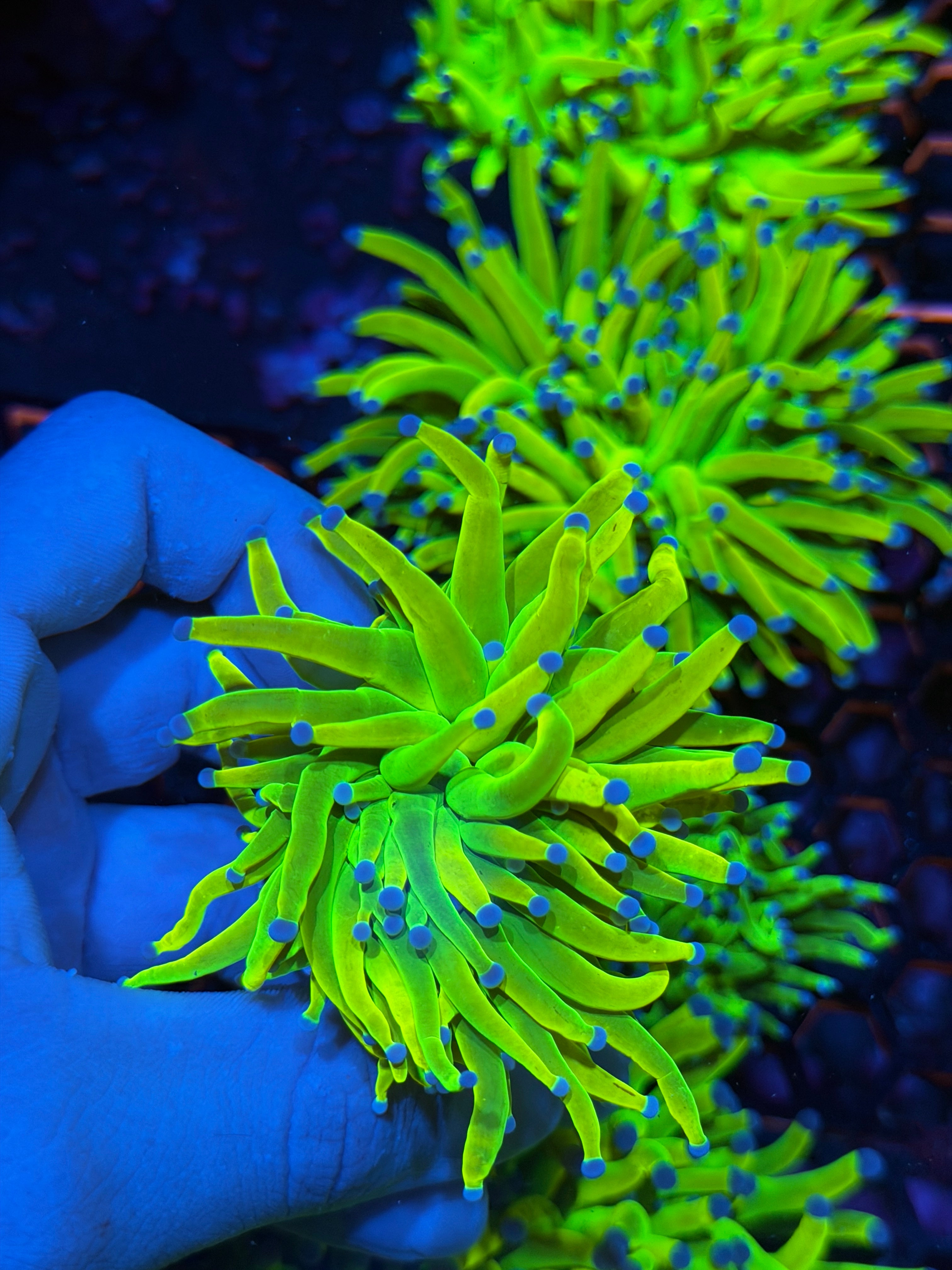 JEA 24K Holy Grail Torch Coral 1 XL Head 2/25