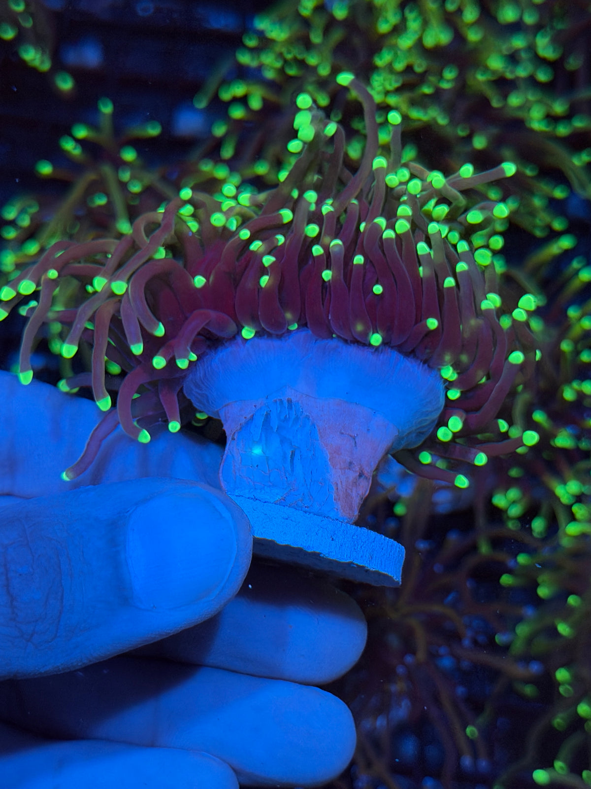 JEA Glowstick Torch Coral 2 Heads XXL 9/22