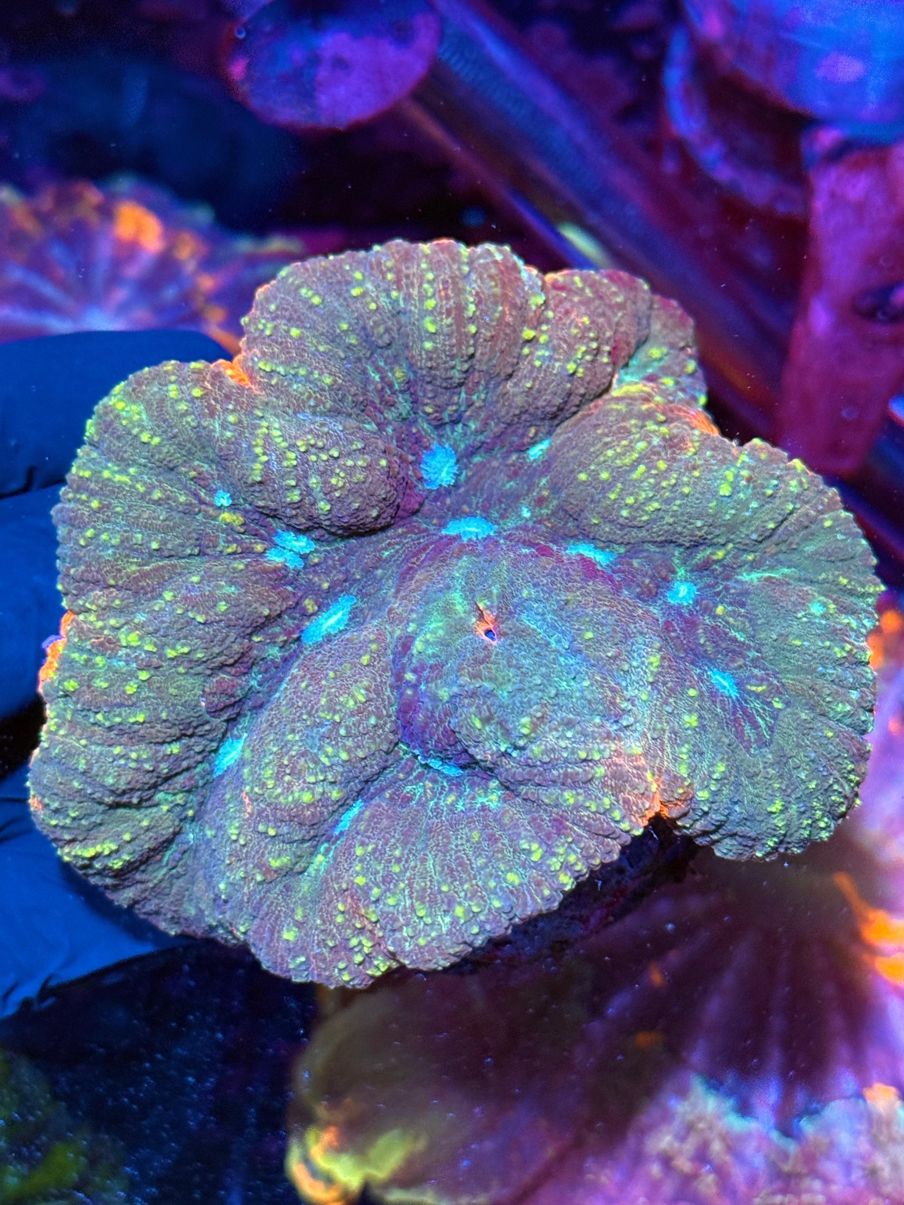 Multi Color Lobophyllia Meat Coral Colony XL