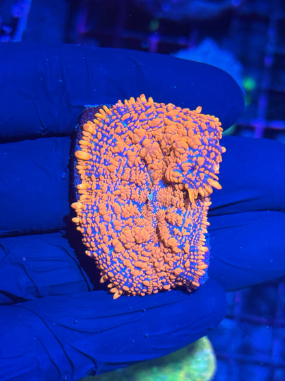 Jay's Exotic Coral Auctions