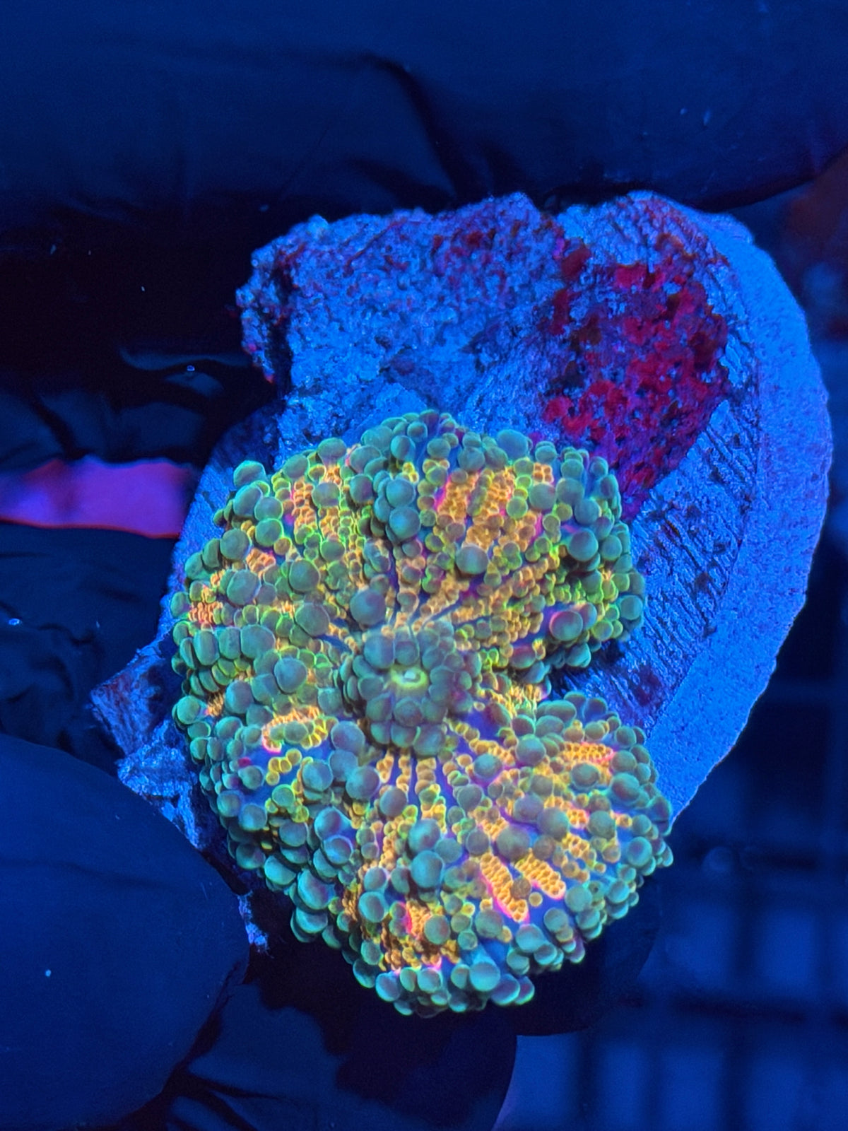 JEA Rainbow Meltdown Yuma Mushroom Coral 9/28