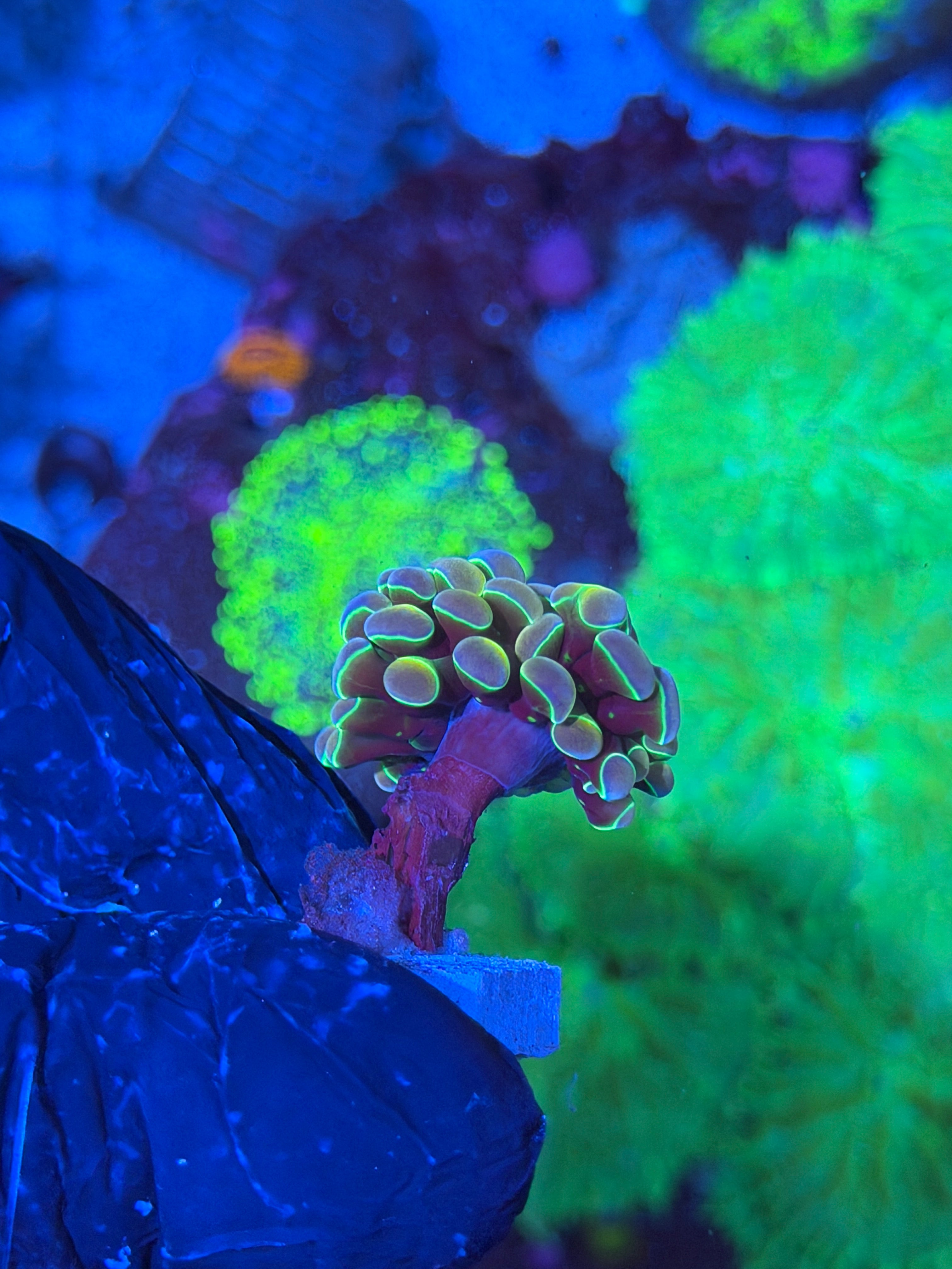 JEA Rainbow Dreams Hammer Coral 1 XL Head
