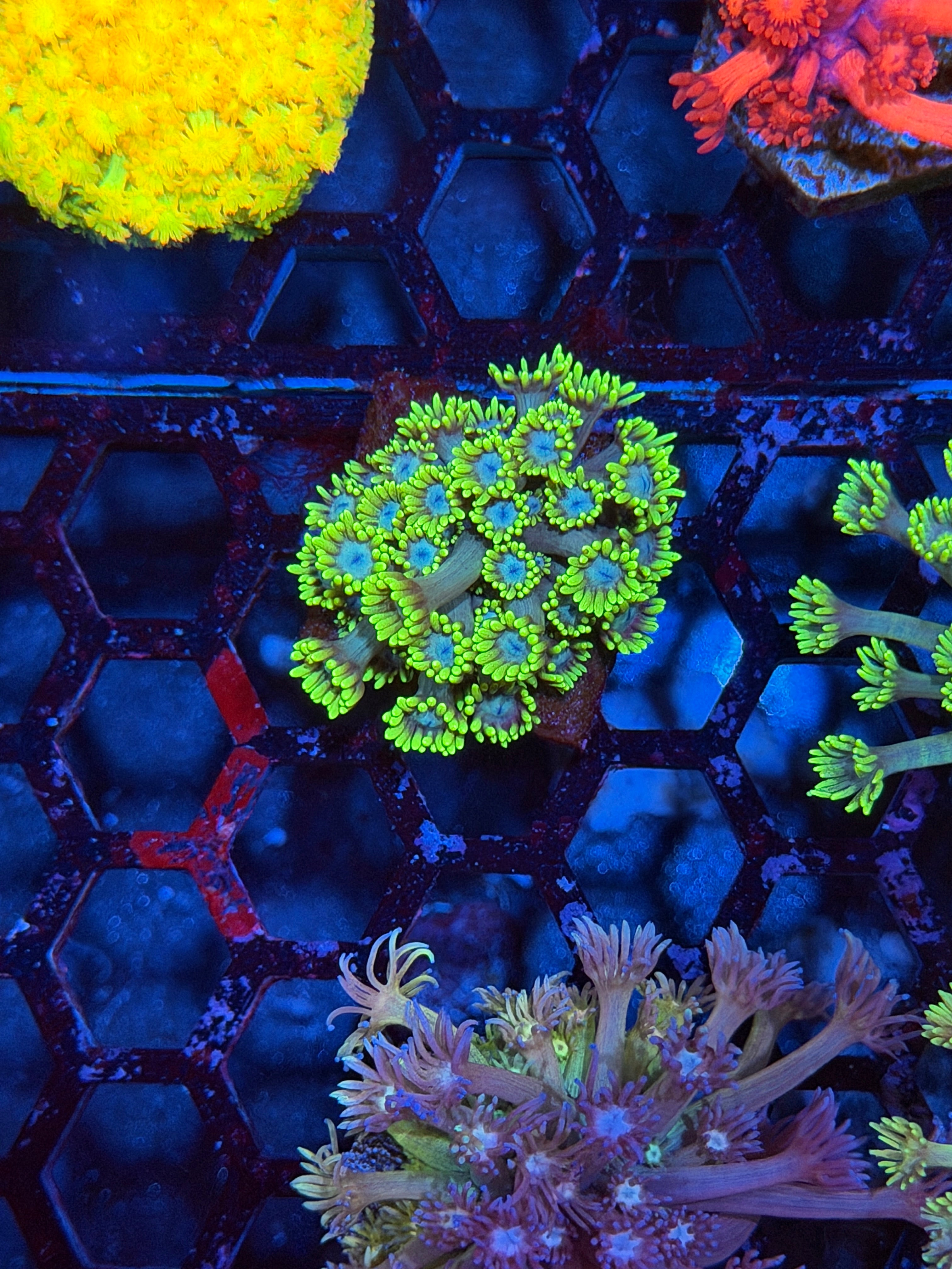 JEA Blue Magic Goniopora Coral