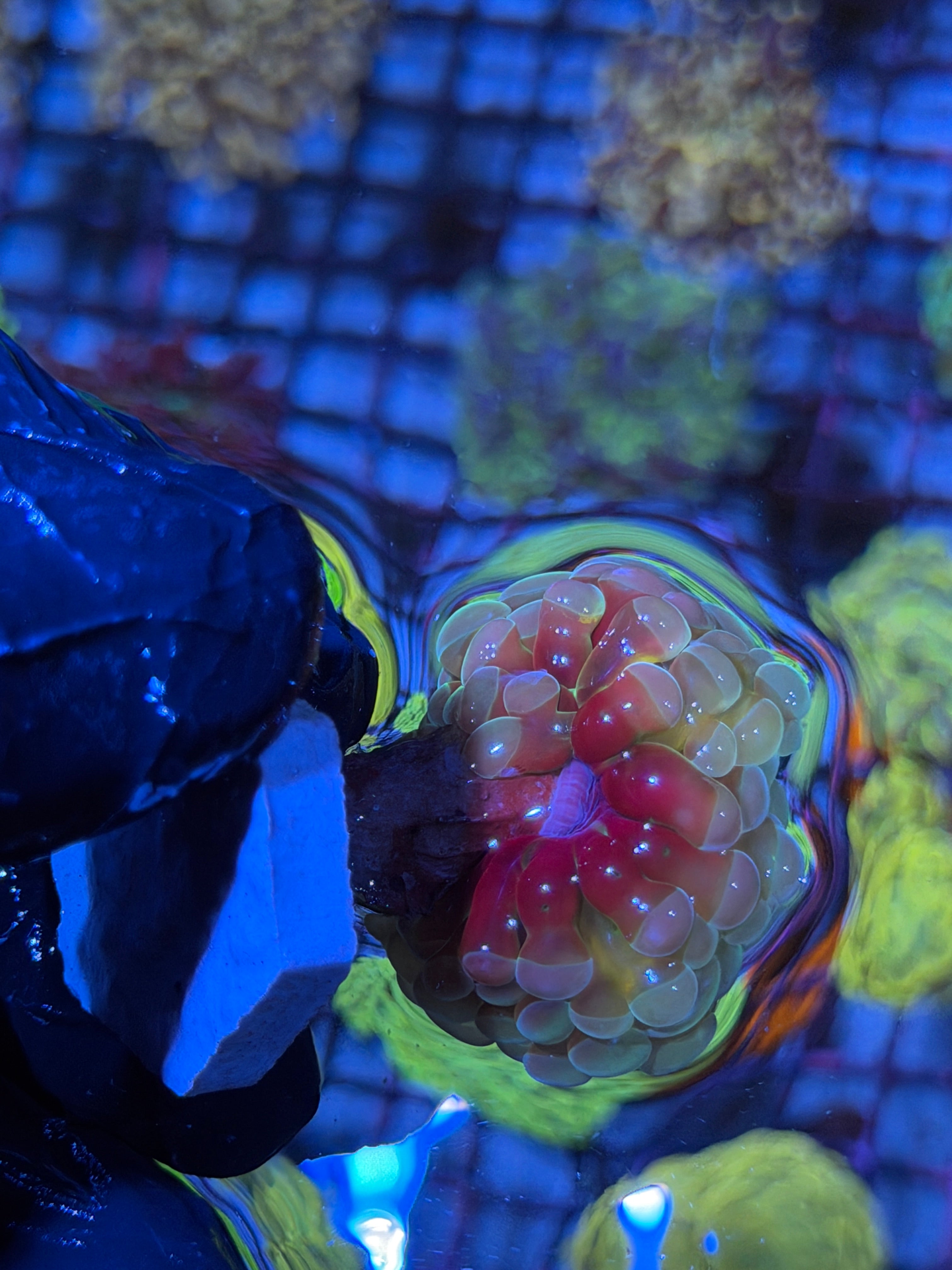 JEA Thors Hammer Coral 1 XL Head