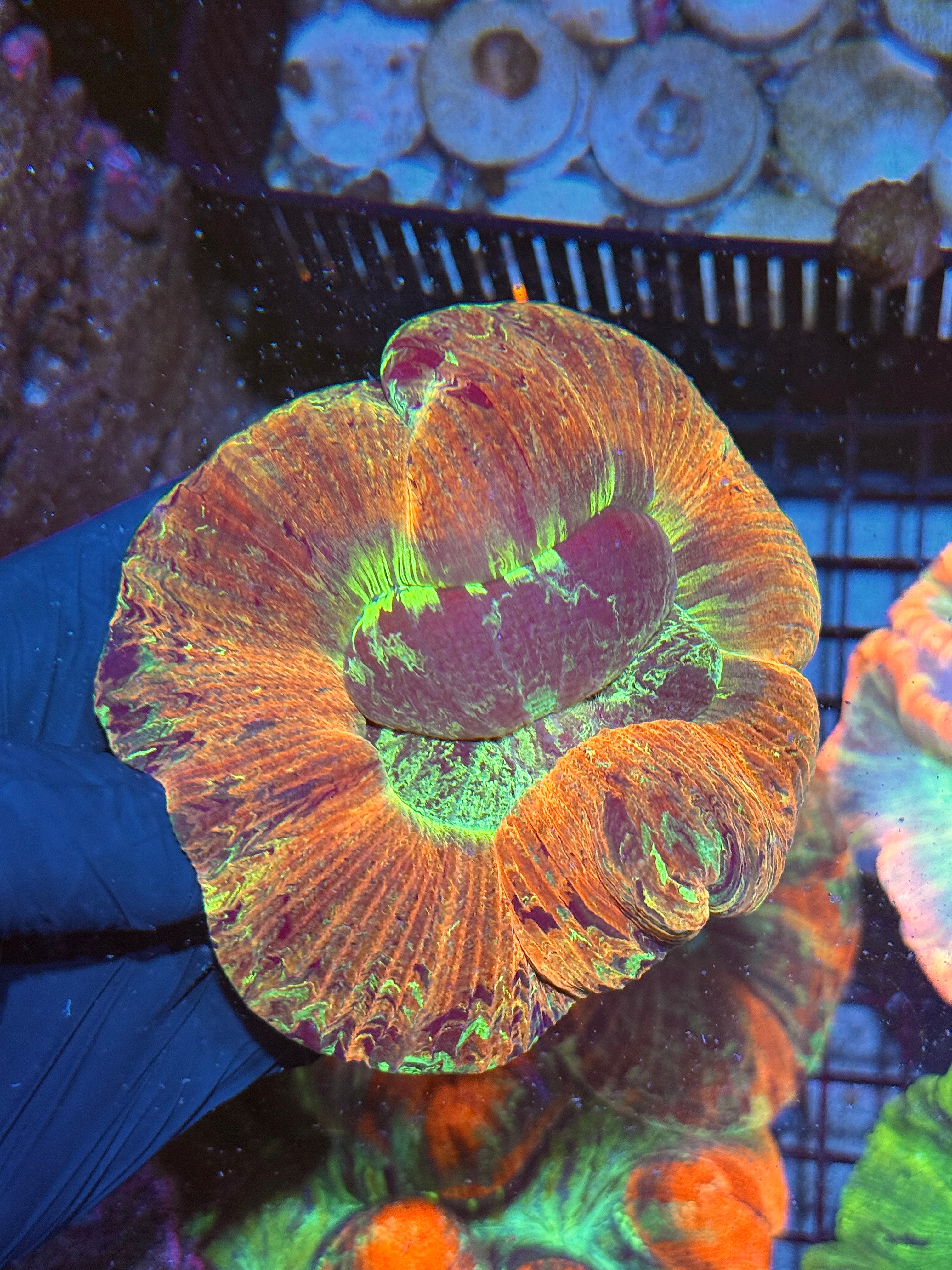 Trachyphyllia Wellso Meat Coral XL Show 10/12