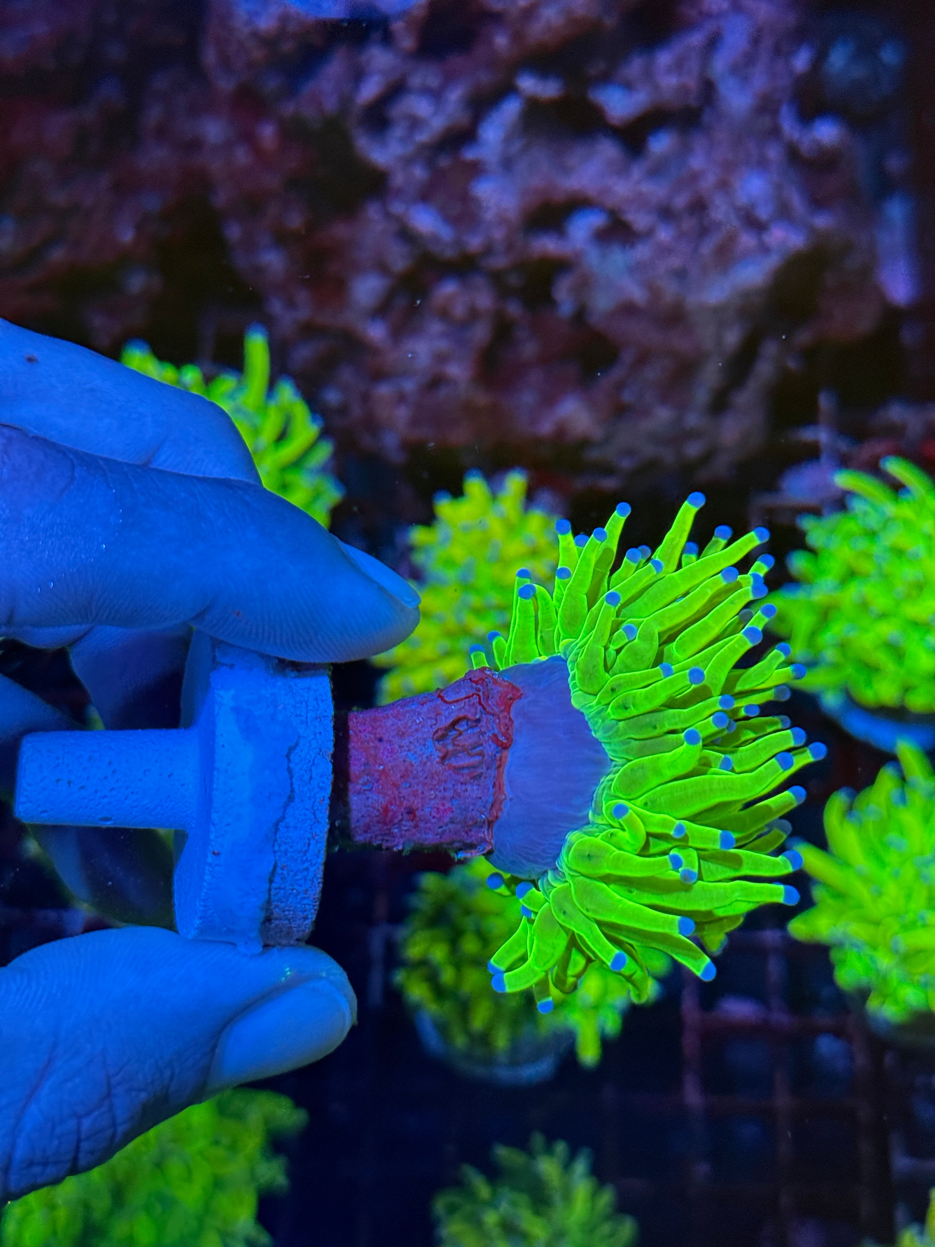 JEA Holy Grail Torch Coral 1 XXL Head