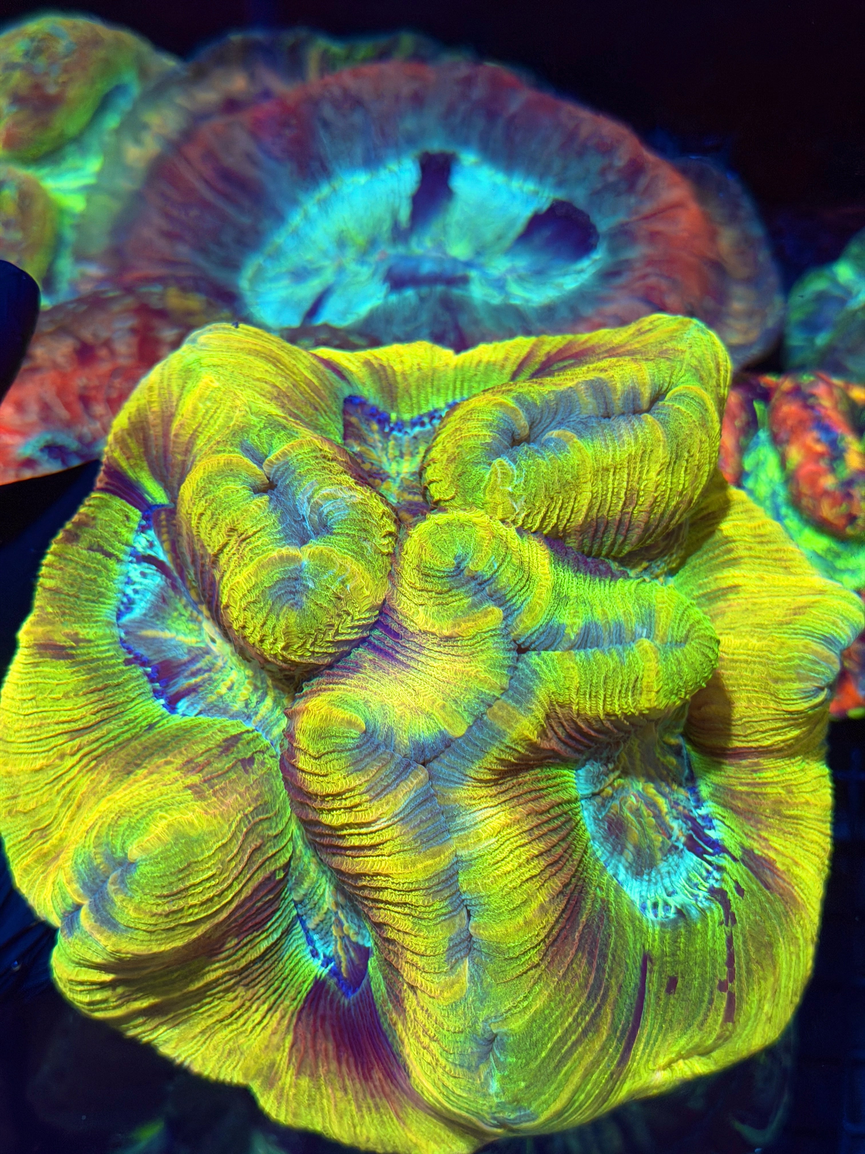 Insane Yellow Multicolor Trachyphyllia Meat Coral BRIGHT