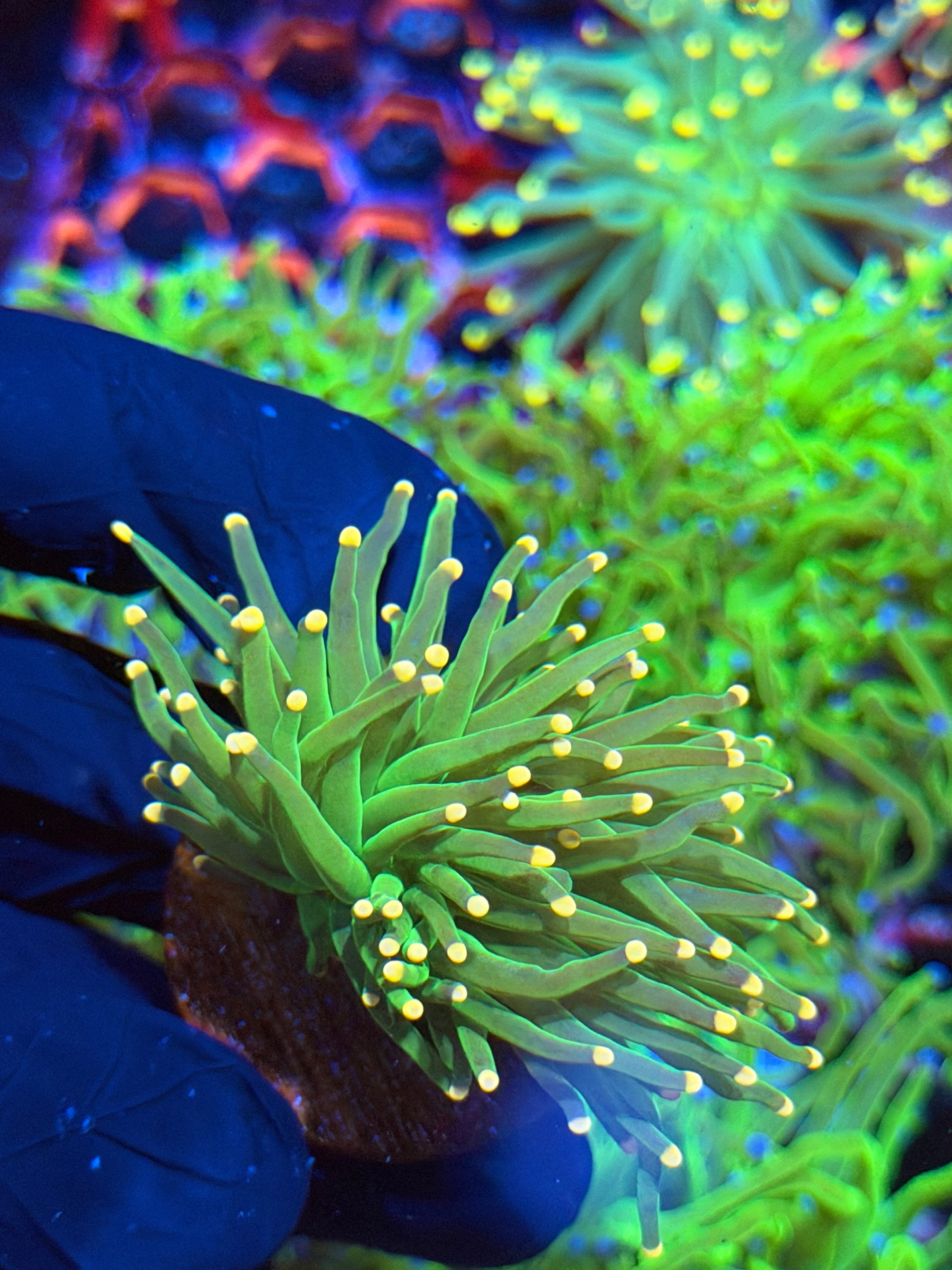 JEA Lemon Drop Torch Coral 1 XL Head Splitting 9/5